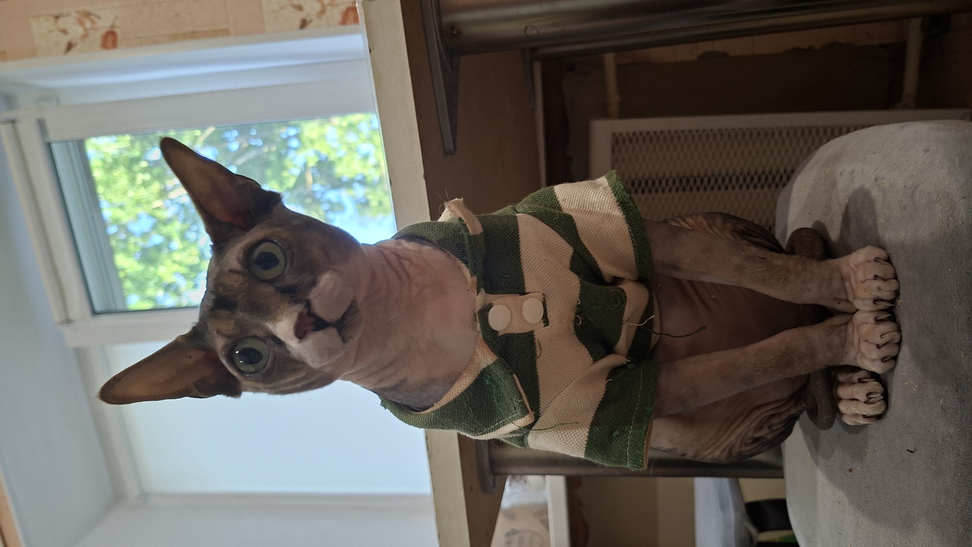 A Sphynx cat, wearing a green and white striped sweater, sits on a grey cushion. The cat's large, prominent ears are pointed forward, and its large, round eyes are looking directly at the camera. The cat's front paws are visible, with sharp claws extended. Behind the cat, a window shows a blurred view of green trees against a bright blue sky, suggesting it is daytime and likely pleasant weather. The background also includes a shelf with a metal grate and some indistinct objects. The overall impression is that of a domestic scene, likely indoors, with a focus on the unusual appearance of the Sphynx cat. The image appears to be taken in Myadzyel, Belarus.