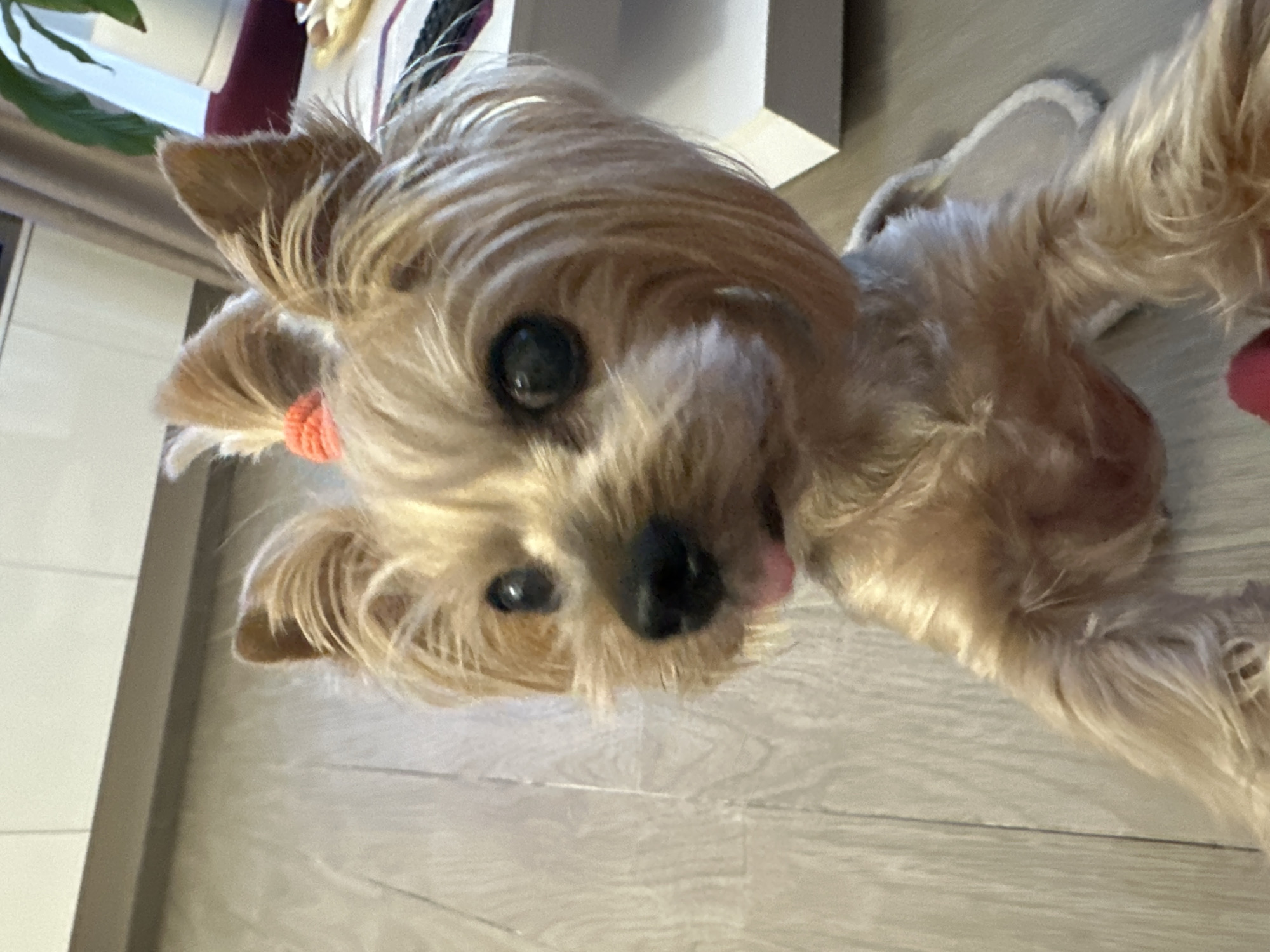 A close-up, tilted shot features a small, light-brown Yorkshire Terrier lying on a light-grey, wood-look laminate floor. The dog is looking upwards towards the camera with its black, shiny eyes and has a pink hairband around the base of one ear. Its tongue is slightly protruding from its mouth. In the background are glimpses of interior elements, including parts of a white wall or piece of furniture, and the edge of a green plant. No specific indicators point to the city of Sofia, Bulgaria.