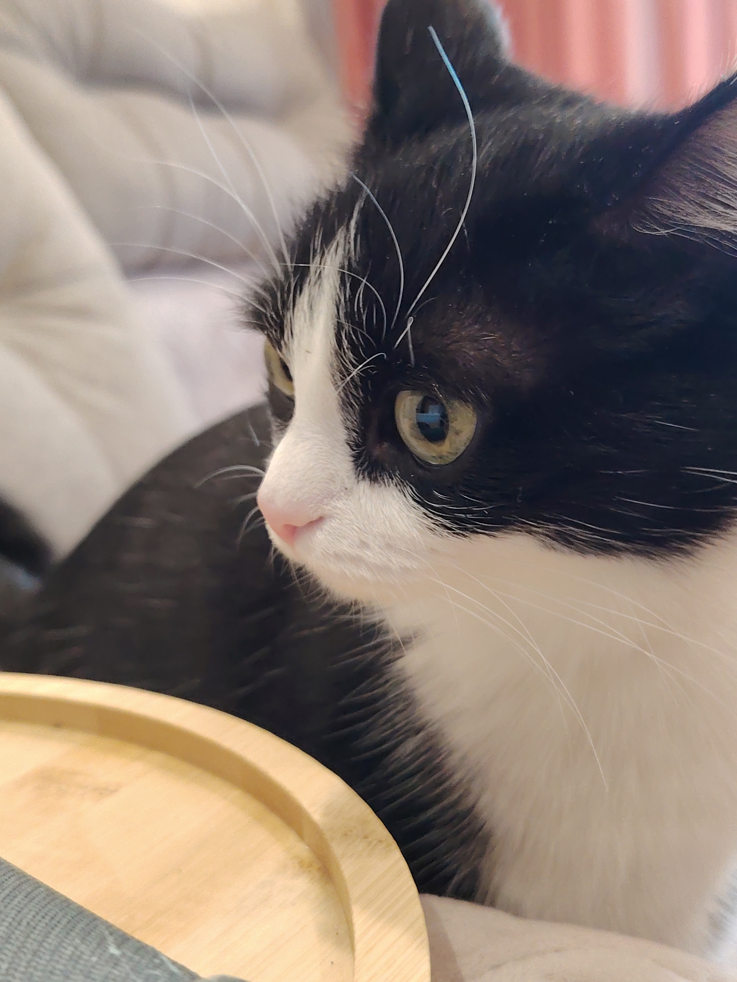 A close-up of a black and white kitten. The cat's fur is mostly black on the top of its head and back, with white fur around its face, chest, and paws. The cat has green eyes and a pink nose. The cat is sitting on a light-colored cushion or blanket. There is a wooden tray visible in the lower left corner of the image. The background is out of focus, but appears to be a room with light-colored curtains.