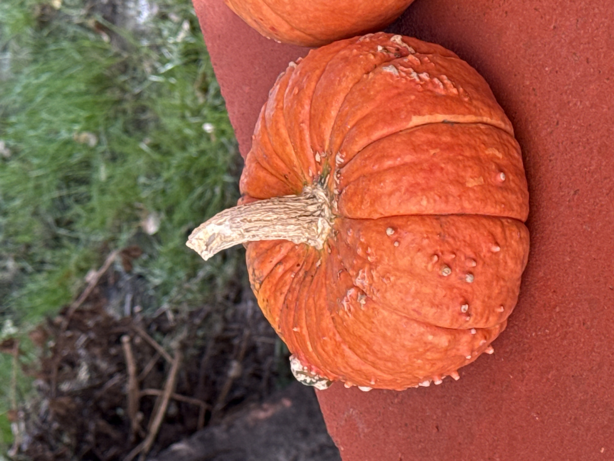 A close-up, eye-level shot shows a bumpy, ribbed, orange pumpkin with a light brown stem. The pumpkin is positioned on a reddish-orange surface, likely a painted wall or ledge. In the background, blurred greenery suggests an outdoor environment with grass and some dried foliage. The image appears to be taken during daylight. No people are visible. The scene is devoid of any context that would place it specifically in Zheleznogorsk, Russia.
