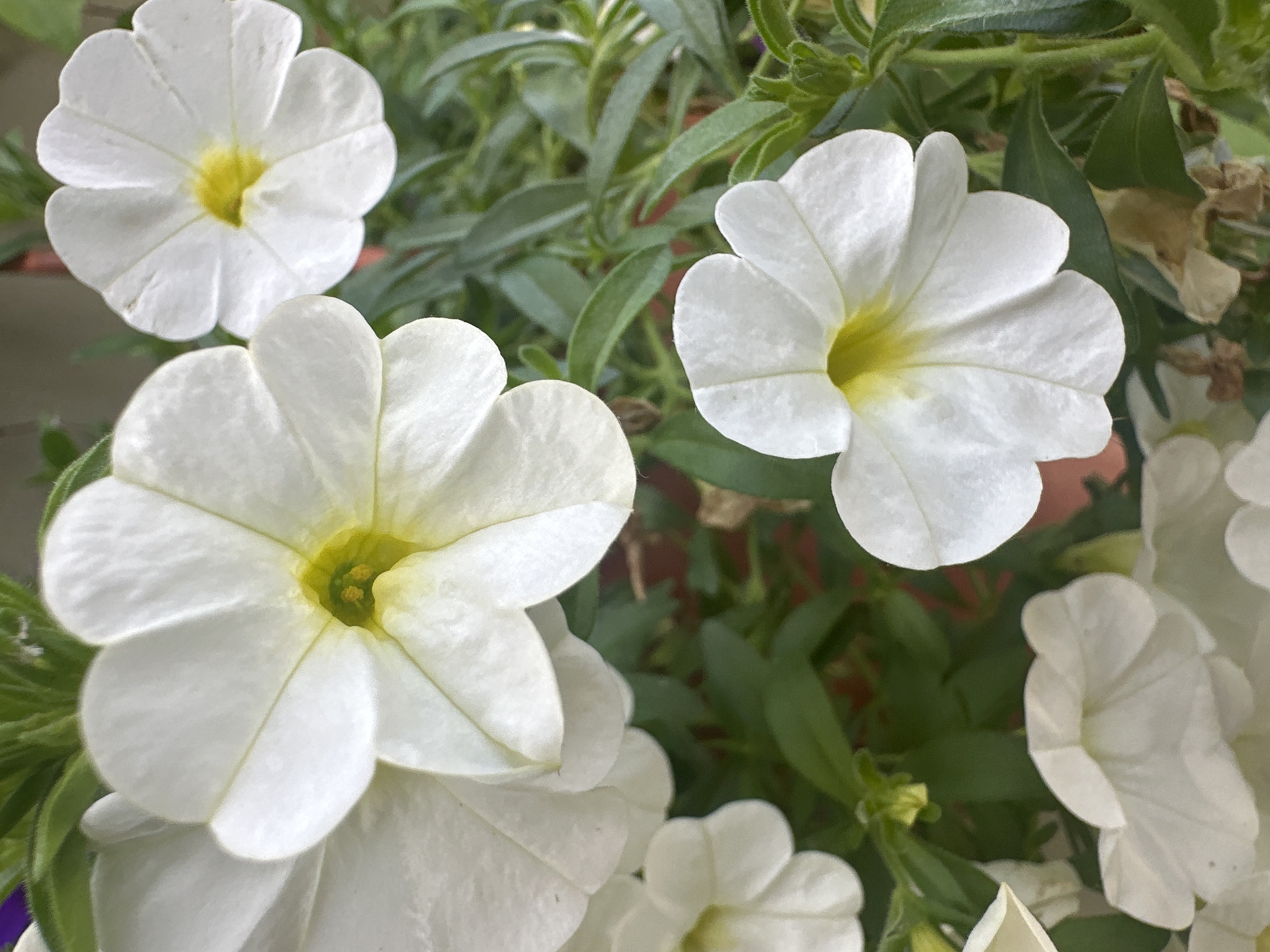 The image displays a close-up view of several white petunia flowers with yellow centers. The flowers are in various stages of bloom, with some fully open and others partially closed. They are surrounded by green foliage. The background is blurred, suggesting a shallow depth of field. The image does not contain any information that would allow for its location in Łódź, Poland, or any other specific geographical area.