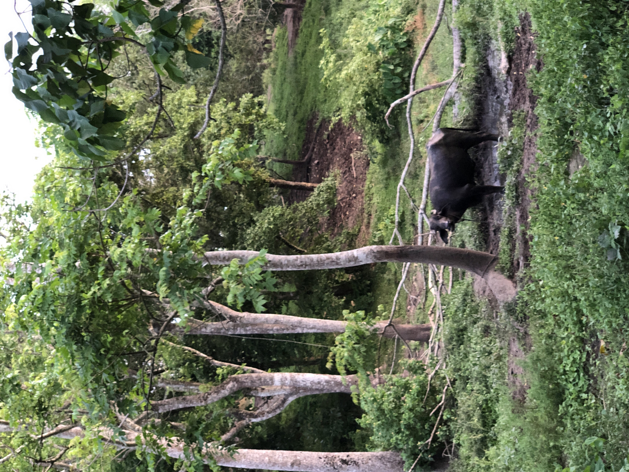 In Kathaluwa, Sri Lanka, a dark-colored water buffalo stands in a muddy clearing amidst lush green foliage. The buffalo is facing left, with its head slightly lowered. Its body appears wet and coated with mud, suggesting it has been wallowing. The surrounding environment is a dense forest with tall trees, their trunks visible and extending upwards to a canopy of green leaves. Sunlight filters through the leaves, creating dappled light on the forest floor. Fallen branches and debris are scattered around the clearing. The ground is covered in grass and mud, with some water visible in the buffalo's immediate vicinity.
