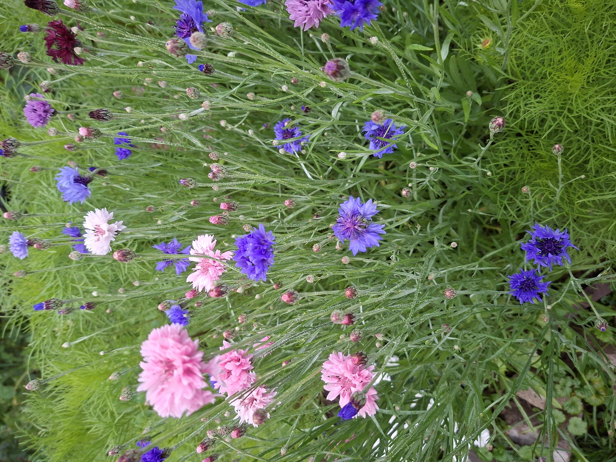 This is a close-up, eye-level, full shot of a patch of cornflowers in a garden. The flowers are a mix of pink, blue, and purple, with a few dark red ones also present. They are all in various stages of bloom, with some fully open and others still as buds. The cornflowers are surrounded by tall, green grass and thin, green stems. The overall impression is one of a vibrant and natural garden scene. The location is stated to be in Olshanka Kp, Russia.