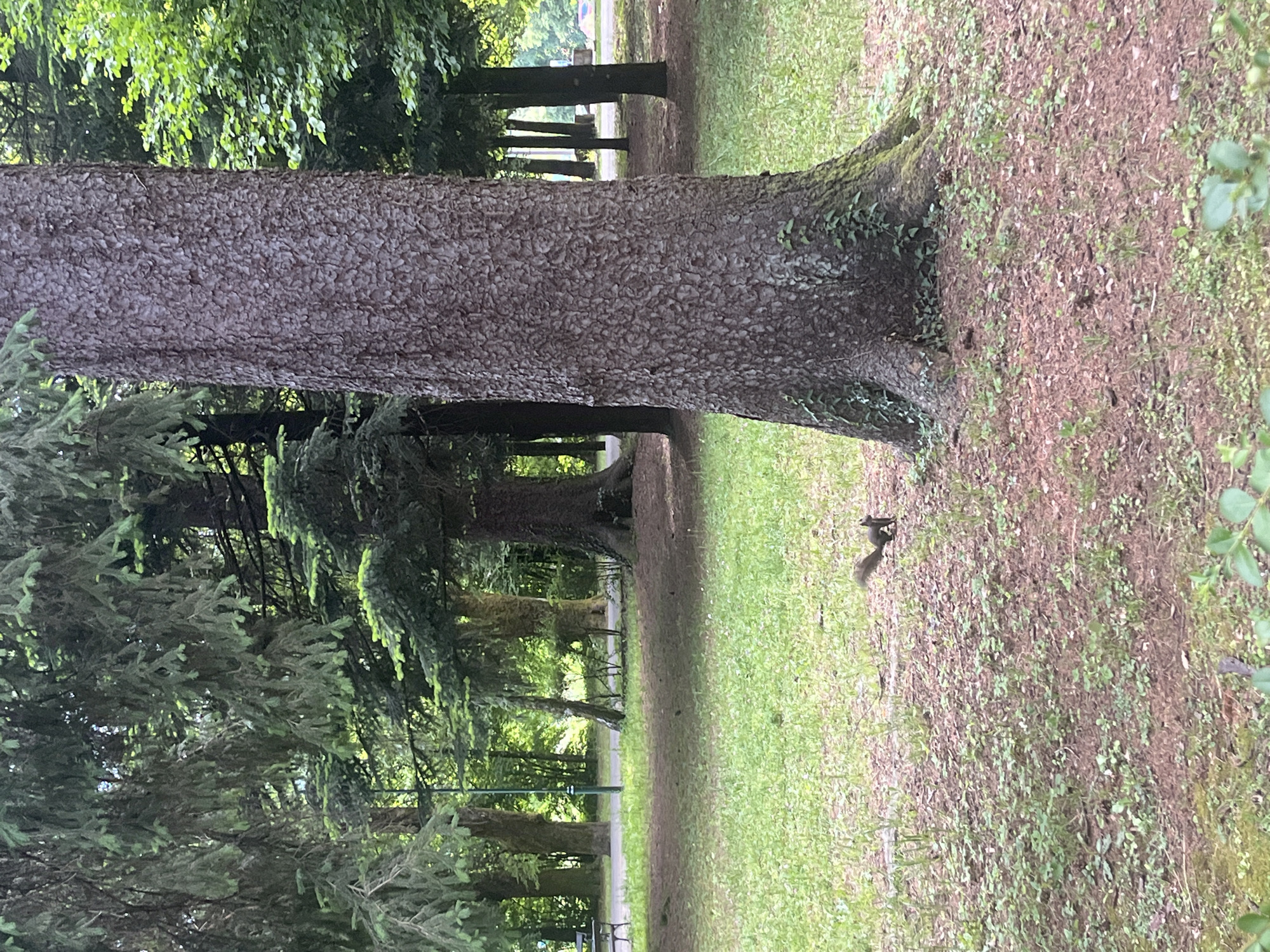 The image depicts a park setting with lush greenery and tall trees, a common sight in Cetinje, Montenegro's historical capital. In the foreground, a squirrel is captured mid-stride on a patch of dry leaves and sparse grass, its dark fur and bushy tail clearly visible. To the right, the massive, textured trunk of a mature tree dominates the frame, its bark rough and deeply fissured. The background reveals a pathway winding through the park, with more trees and a bench visible, suggesting a public space designed for recreation. The overall atmosphere is one of natural tranquility within an urban environment.