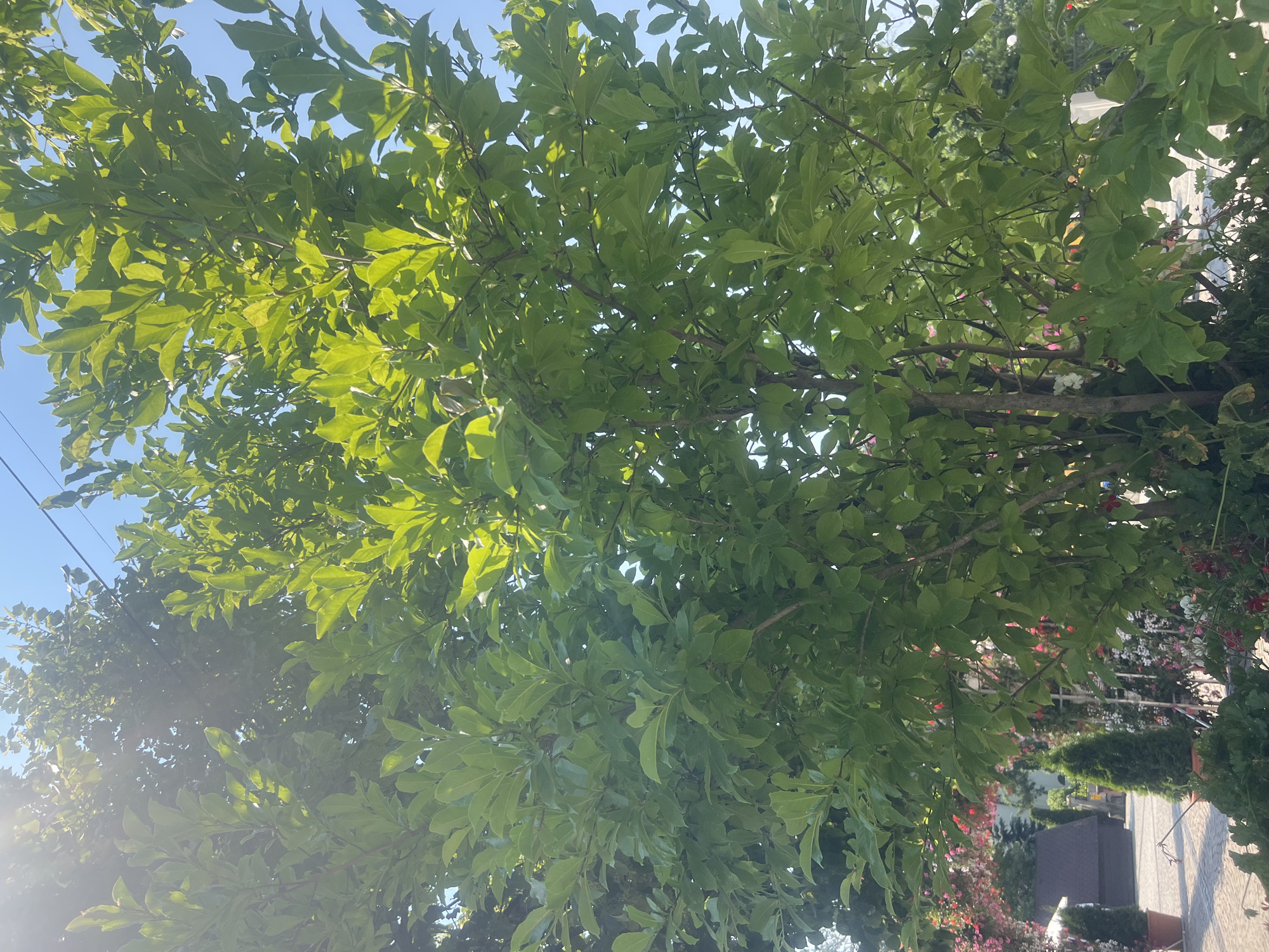 The image shows a tree with lush green leaves, backlit by the sun, with a clear blue sky above. In the background, there are more trees and some flowers, as well as a building with a dark roof. A power line is visible in the upper right corner. The scene appears to be outdoors, possibly in a garden or park. There are no people or animals visible in the image. The image does not provide any specific details that would allow for identification of the location in Iași, Romania.