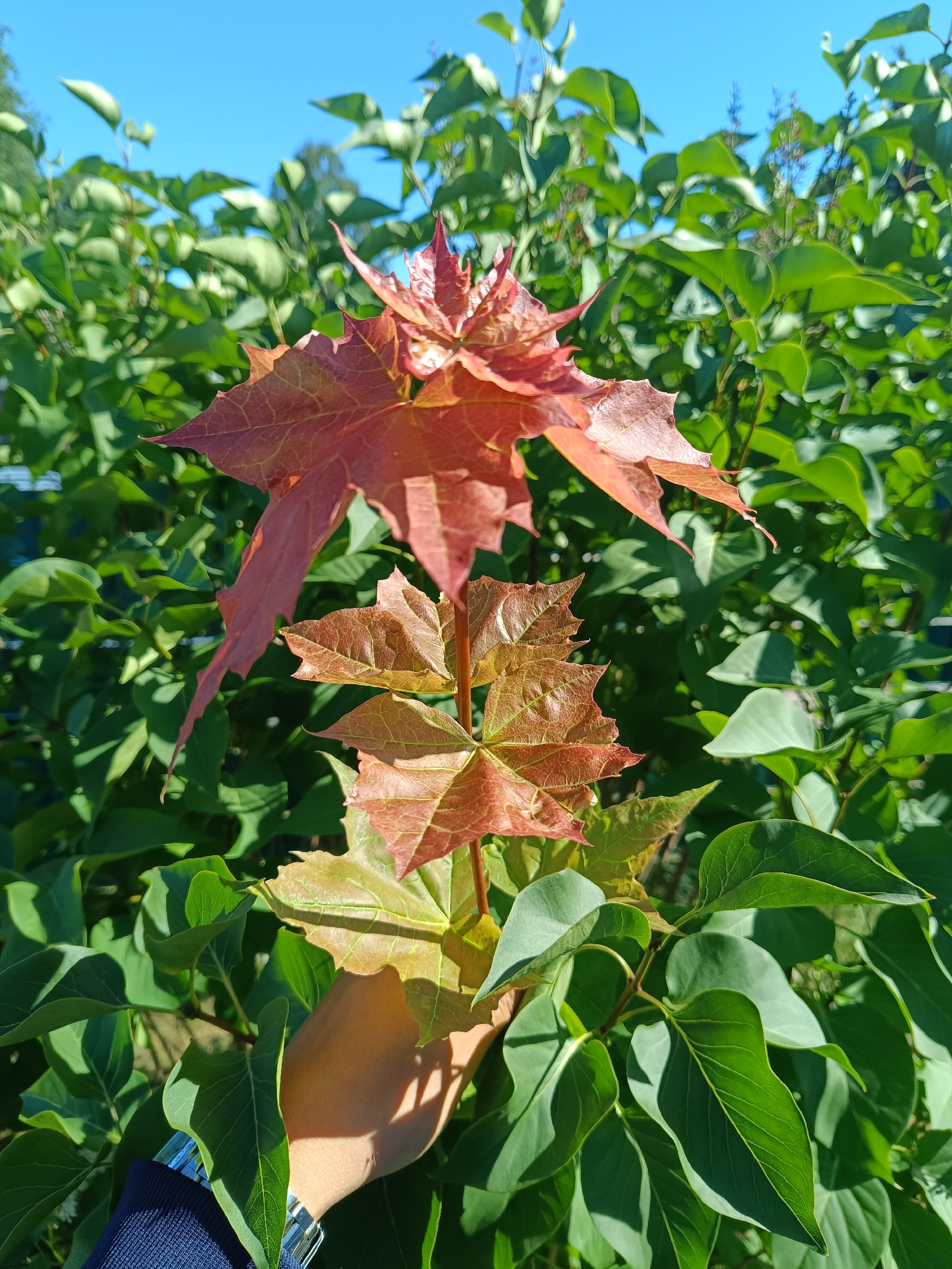 A close-up shot captures a branch of a tree with leaves in various stages of color change, from vibrant green to deep red and orange. The leaves are predominantly lobed, characteristic of a maple tree. The branch is held by a person's hand, which is partially visible on the left side of the frame, wearing a blue garment and a watch with a silver band. The background is filled with lush green foliage of other plants, possibly lilac bushes, and a clear blue sky. The sunlight illuminates the leaves, creating shadows and highlighting the textures and veins. The scene suggests a bright, sunny day, likely in late summer or early autumn, given the leaf colors. The location is specified as Carnikava, Latvia. No text is visible in the image.