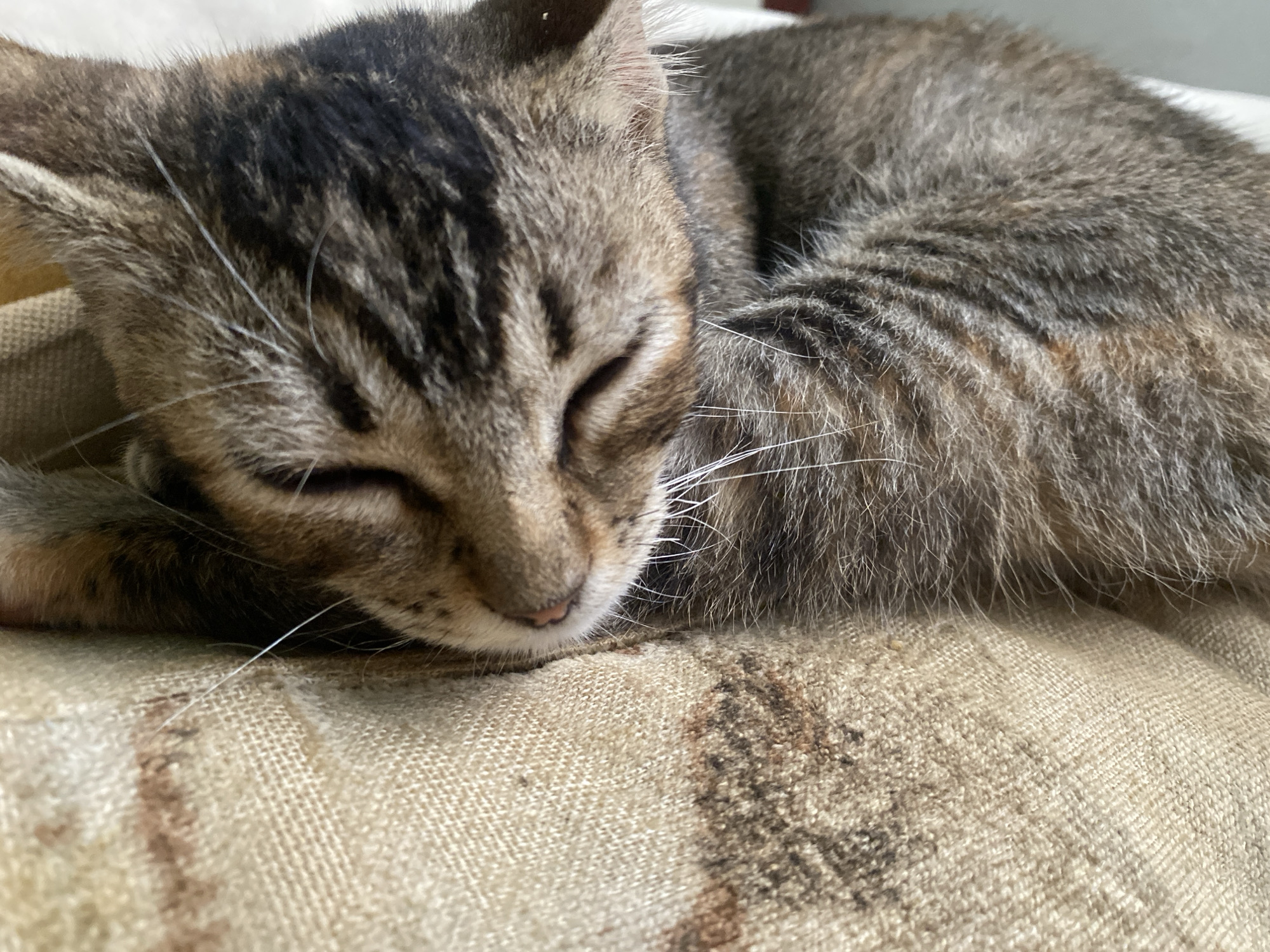 A close-up shot depicts a tabby cat sleeping on a textured, patterned cushion. The cat is lying with its head resting on the cushion, its eyes closed, and its body curled up. The cat's fur is a mix of brown and grey with dark tabby stripes. Its whiskers are visible against the cushion. The background is out of focus, but appears to be light-colored fabric. The location in the city of Tinaquillo, Venezuela, cannot be determined from the given image.