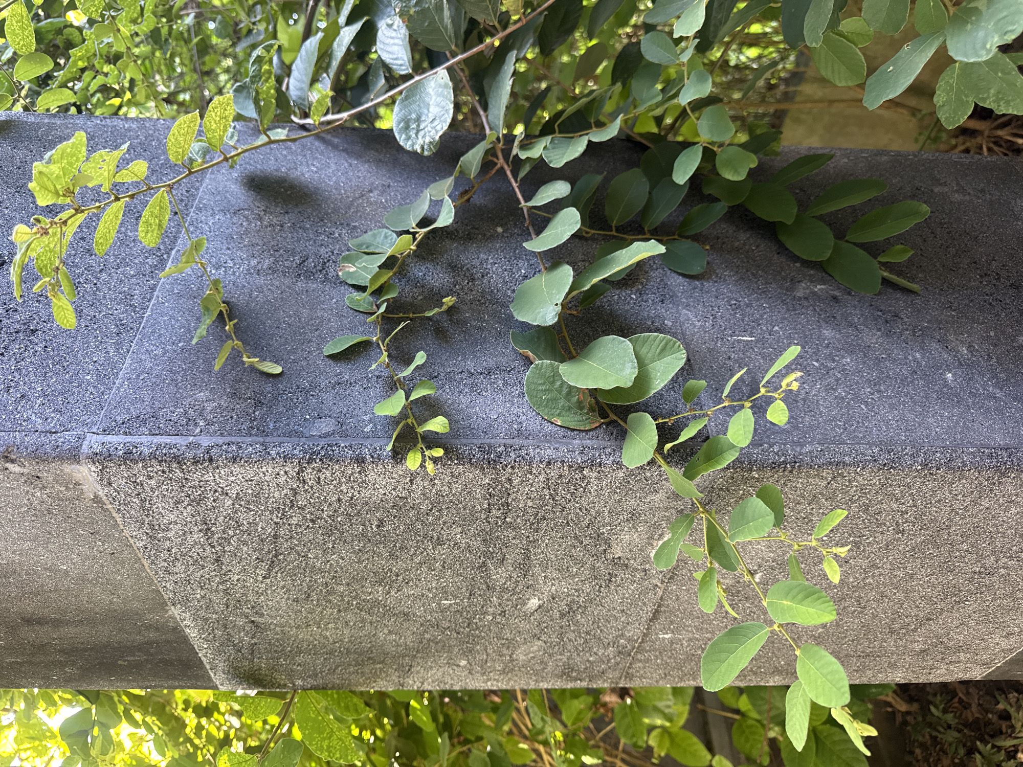 The image shows a gray concrete ledge with green foliage draping over it. The ledge is coarse-textured and appears to be part of a larger structure. Several branches with leaves of varying shapes and sizes are visible. Some leaves are rounded and smooth, while others are elongated and serrated. The location is Kuta Selatan, Indonesia, as indicated by the EXIF data.