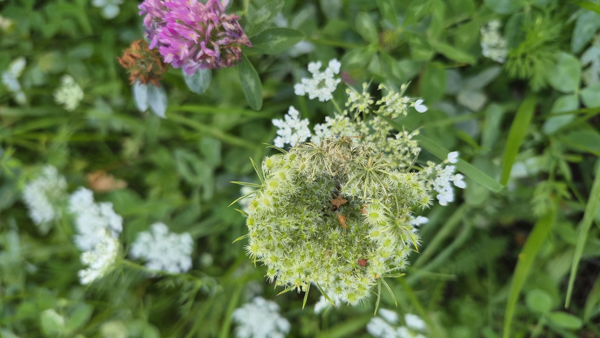 A close-up, vertical shot captures a natural outdoor scene with a focus on various wildflowers and foliage. The primary subject is a large, spiky, pale green flower head positioned in the center-left of the frame. Small reddish-brown insects are visible on this flower head. To the right of this main subject, a cluster of small white flowers with delicate petals are in focus, contrasting with the textured green bloom. Further to the right, a vibrant pink clover flower is present, its petals tightly packed. The background is a soft blur of green leaves and grass, creating a natural, overgrown setting. The lighting is natural, suggesting an outdoor environment during daylight hours. This scene appears to be located in a garden or meadow in Krauja, Latvia.