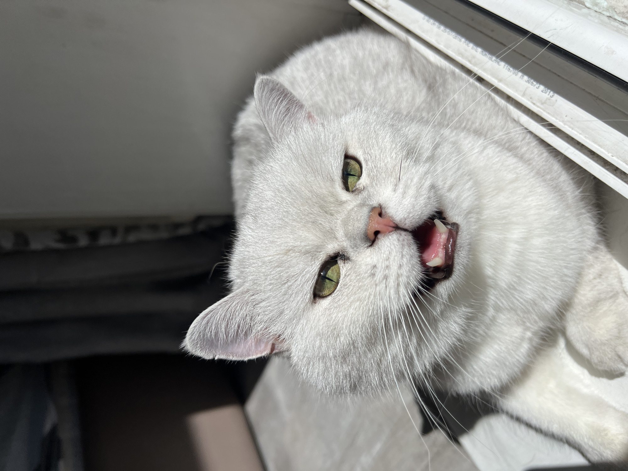 A close-up, low-angle shot depicts a white cat with its mouth open, possibly yawning or meowing. The cat's eyes are a pale green color. The cat is positioned next to a white frame, possibly a window or door, which is partially visible in the background. The scene is bathed in sunlight, creating shadows on the cat's fur and surrounding surfaces. The city and specific location are unknown.