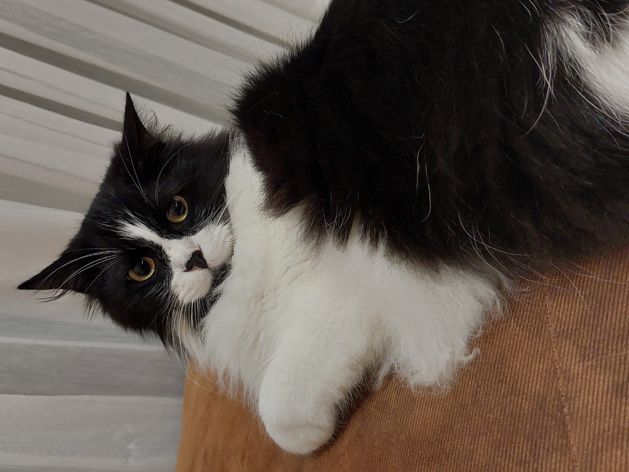 A black and white cat with yellow eyes is lying on what appears to be a brown sofa. The cat is looking directly at the viewer, and its head is slightly tilted. The background consists of a wall with a striped pattern, possibly blinds. There is no indication of the city of Plovdiv, Bulgaria, or any other location.