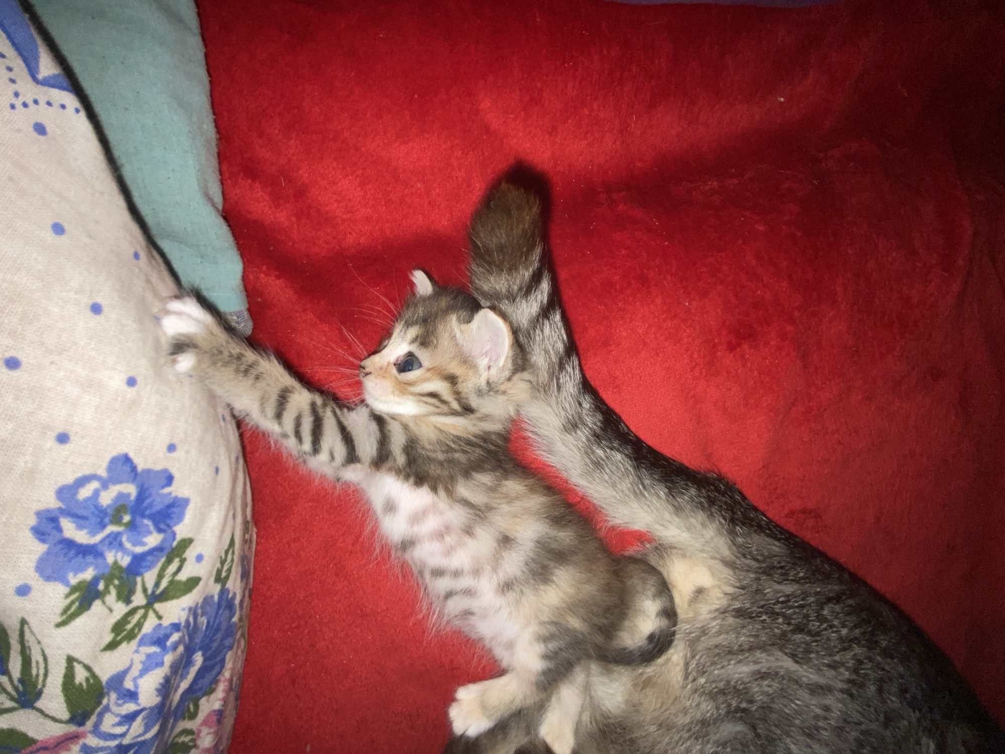 Two kittens, one larger and one smaller, are lying on a red textured surface, possibly a blanket. The larger kitten is mostly visible from the back and side, with its grey and black striped tail curled. The smaller kitten is lying on top of the larger one, facing upwards and to the right. It has grey and brown tabby markings and its paws are extended. A patterned fabric with blue flowers is visible in the upper left corner. The scene is indoors. No specific location in Nova Praha, Ukraine is identifiable from the image.
