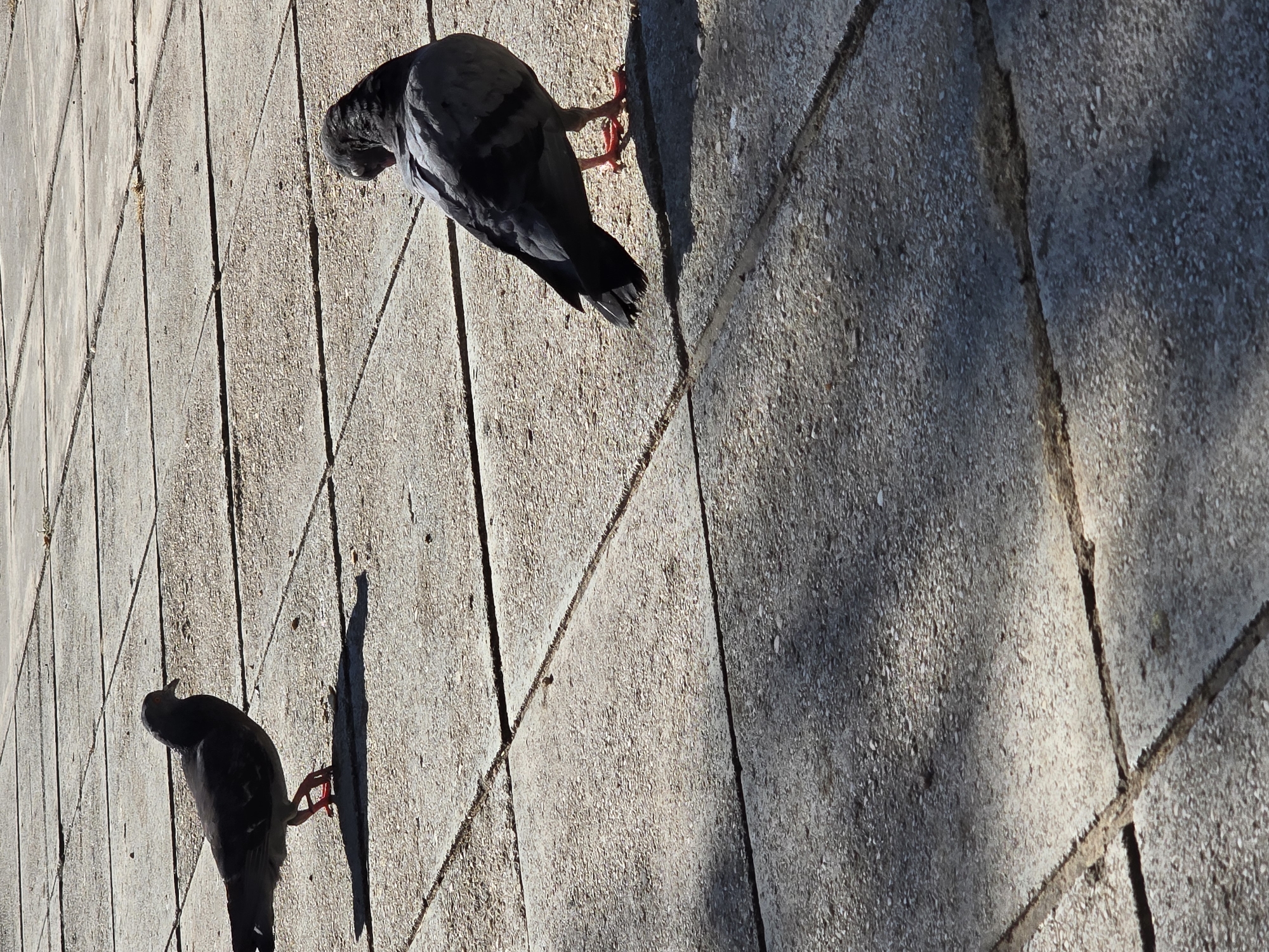 Two pigeons are on a paved surface made of large square concrete tiles. The pigeon on the left is dark grey and is looking to the left. The pigeon on the right is also grey and is looking down, with its head tucked in. The sun is casting shadows from the pigeons onto the pavement. The scene appears to be in a public area, likely a park or a plaza, given the paving stones and the presence of pigeons. The image is taken from a slightly elevated angle. The lighting suggests it is daytime, with the sun high in the sky. The overall impression is a common urban scene.