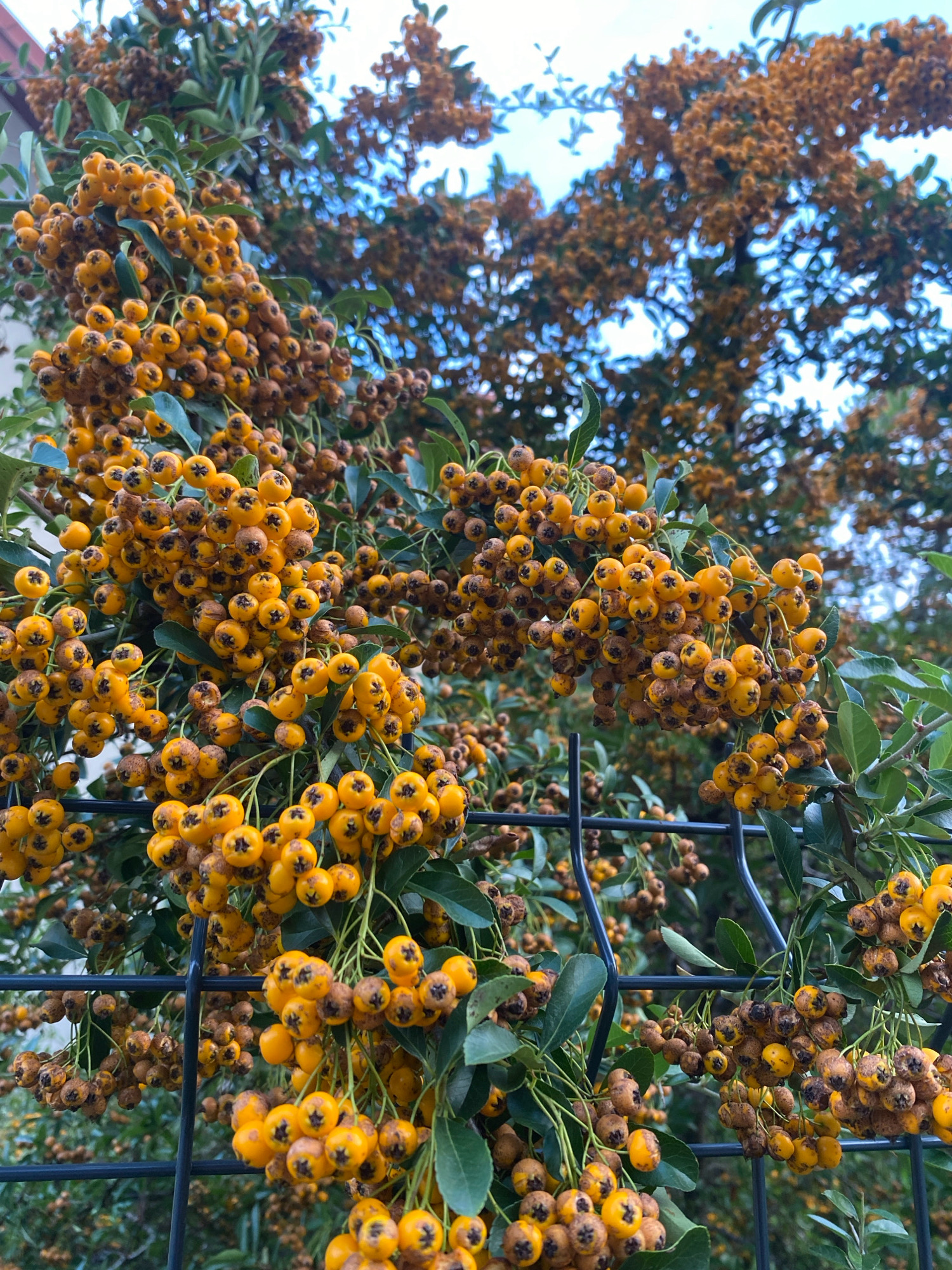 The image shows a dense cluster of bright orange berries, likely belonging to a Pyracantha bush, hanging from branches that weave through a black metal fence. The berries are small and round, with some showing brown discoloration, suggesting they are ripe or beginning to overripen. Green leaves are interspersed among the berries, and the background reveals more of the plant with its branches and berries, as well as a blurry view of trees and the sky. The fence is a prominent element in the foreground, with its diamond-shaped openings partially obscuring the berries. The scene appears to be outdoors, likely in a garden or park setting. There are no people or animals visible in the image. The location is specified as Nowy Sącz, Poland.