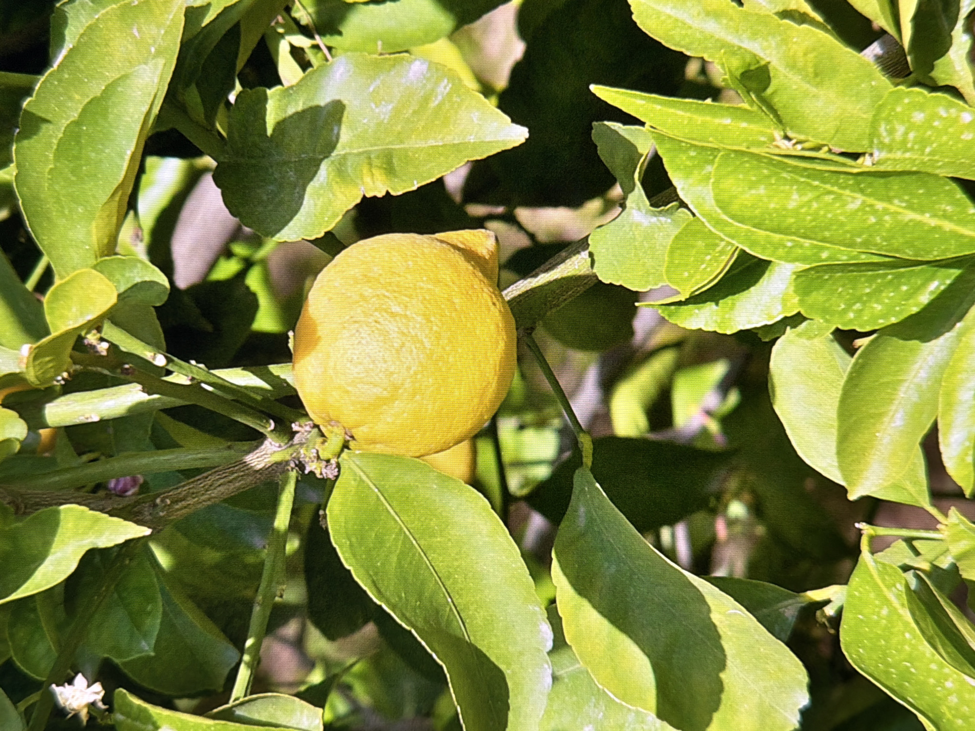 A close-up, eye-level shot captures a ripe lemon hanging from a branch amidst lush green foliage. The lemon is a vibrant yellow, with a textured rind and a slightly elongated shape. It is partially obscured by several broad, green leaves that are illuminated by sunlight, creating bright highlights and deep shadows. The surrounding leaves are dense and appear healthy, with some showing small, lighter-colored spots. The background is a blur of dark green and brown, suggesting the presence of more leaves and branches. The scene is outdoors, likely in a garden or orchard, given the natural setting of a fruit-bearing tree. There are no people or animals visible in the image. The overall impression is one of natural abundance and the fruit of the tree. The photograph was taken in Kyiv, Ukraine, on a sunny day.