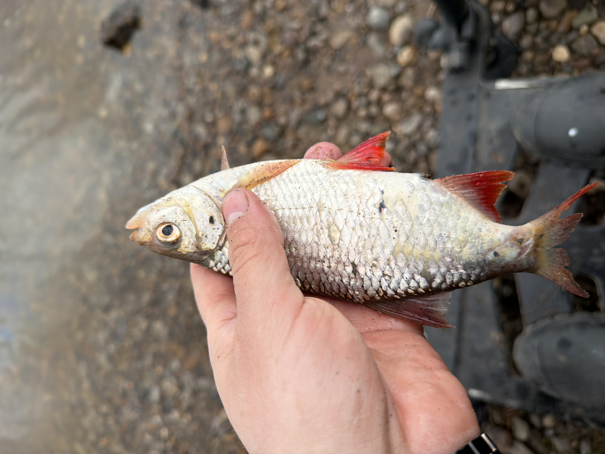 A close-up outdoor shot shows a person's hand holding a fish horizontally against a blurred natural background. The fish is silvery-white with prominent scales and distinctive reddish fins, including the dorsal, pectoral, pelvic, anal, and caudal fins. It has a visible dark spot on its side, near the gill plate, and a large, round eye. The fish appears to be a species of freshwater carp or cyprinid, such as a roach or rudd.
The hand holding the fish is light-skinned and appears somewhat dusty or gritty, suggesting it has been interacting with the natural environment. The fish is held firmly, with the thumb and fingers grasping its midsection.
The background is out of focus but shows a mix of earthy tones, including browns, greys, and some darker patches. These indistinct shapes suggest a pebbly or gravelly ground, possibly near the edge of a body of water, which is consistent with a fishing setting. Dark, blurred shapes in the upper right background may represent parts of fishing equipment, such as a rod or tackle box. The scene is illuminated by natural daylight. There is no visible text in the image. The setting suggests an outdoor environment in a location like Chaikovsky, Russia.