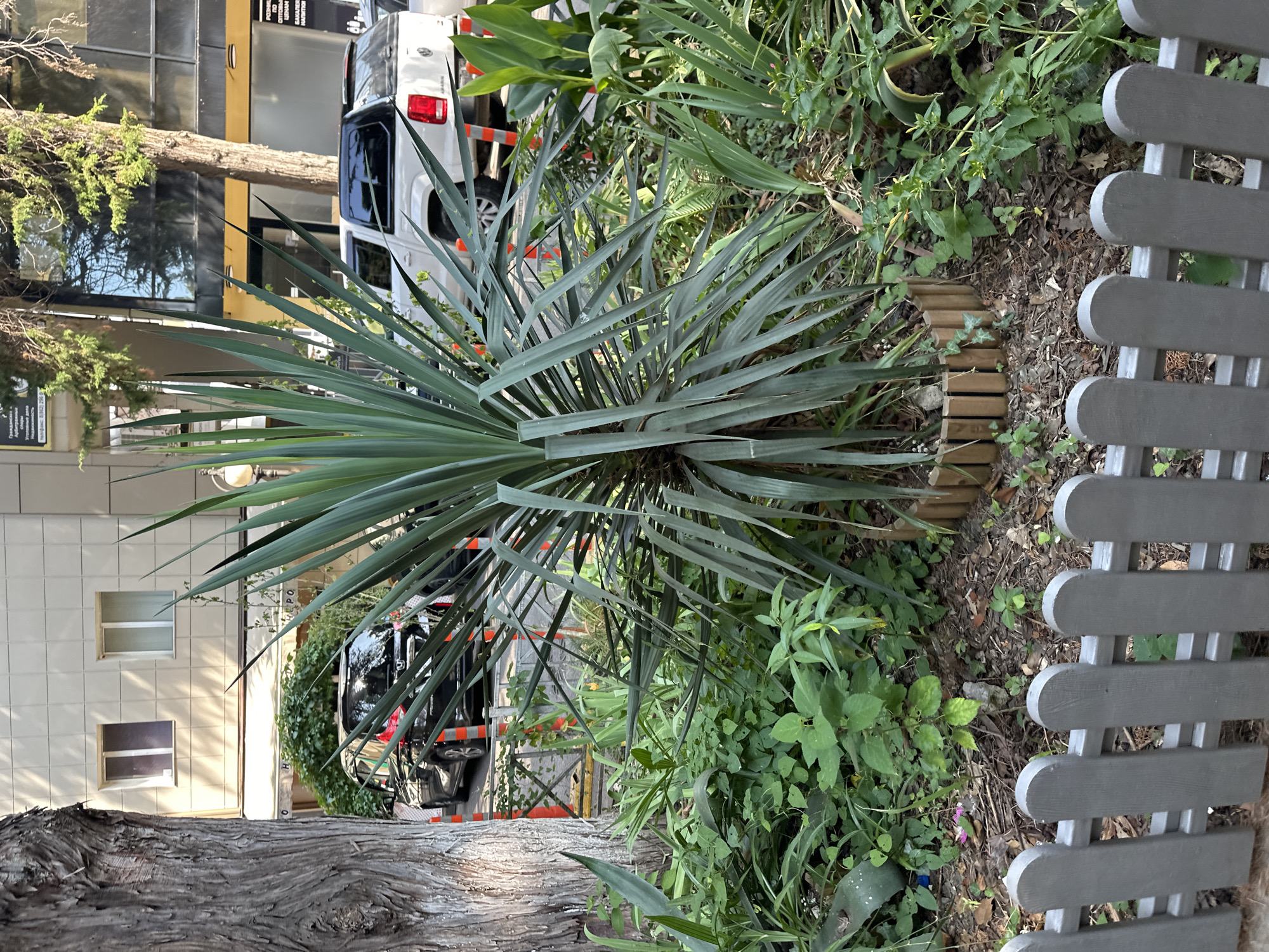 A yucca plant is in the foreground, surrounded by other greenery and a small, grey picket fence. Behind the plant, a black minivan is parked on a street, with orange traffic cones visible on the road. A white pickup truck is also parked nearby. In the background, a building with beige-colored tiles and two windows can be seen, along with trees and a street lamp. The scene appears to be on a street in Sochi, Russia.