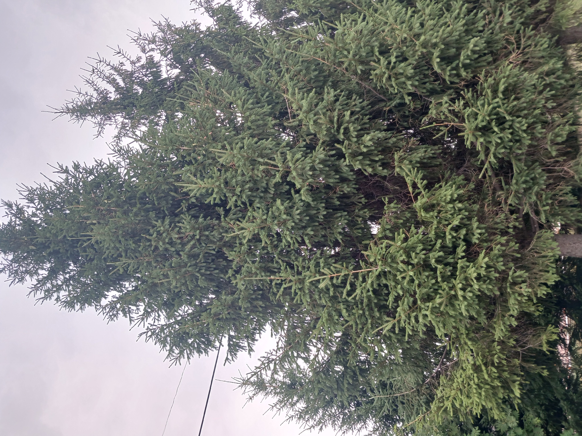 An outdoor, eye-level, medium shot captures the dense canopy of a large evergreen tree, likely a spruce, against an overcast sky. The branches, laden with dark green needles, extend outwards and upwards, filling most of the frame. The texture of the needles is visible, appearing short and densely packed. Towards the left of the image, a thin black wire is suspended horizontally against the sky. The lower portion of the image reveals glimpses of other evergreen trees and the top of what appears to be a tree trunk, suggesting a wooded or park-like setting in Prokudskoye, Russia. No people or animals are present in the scene. The lighting is diffused and even due to the cloudy conditions.