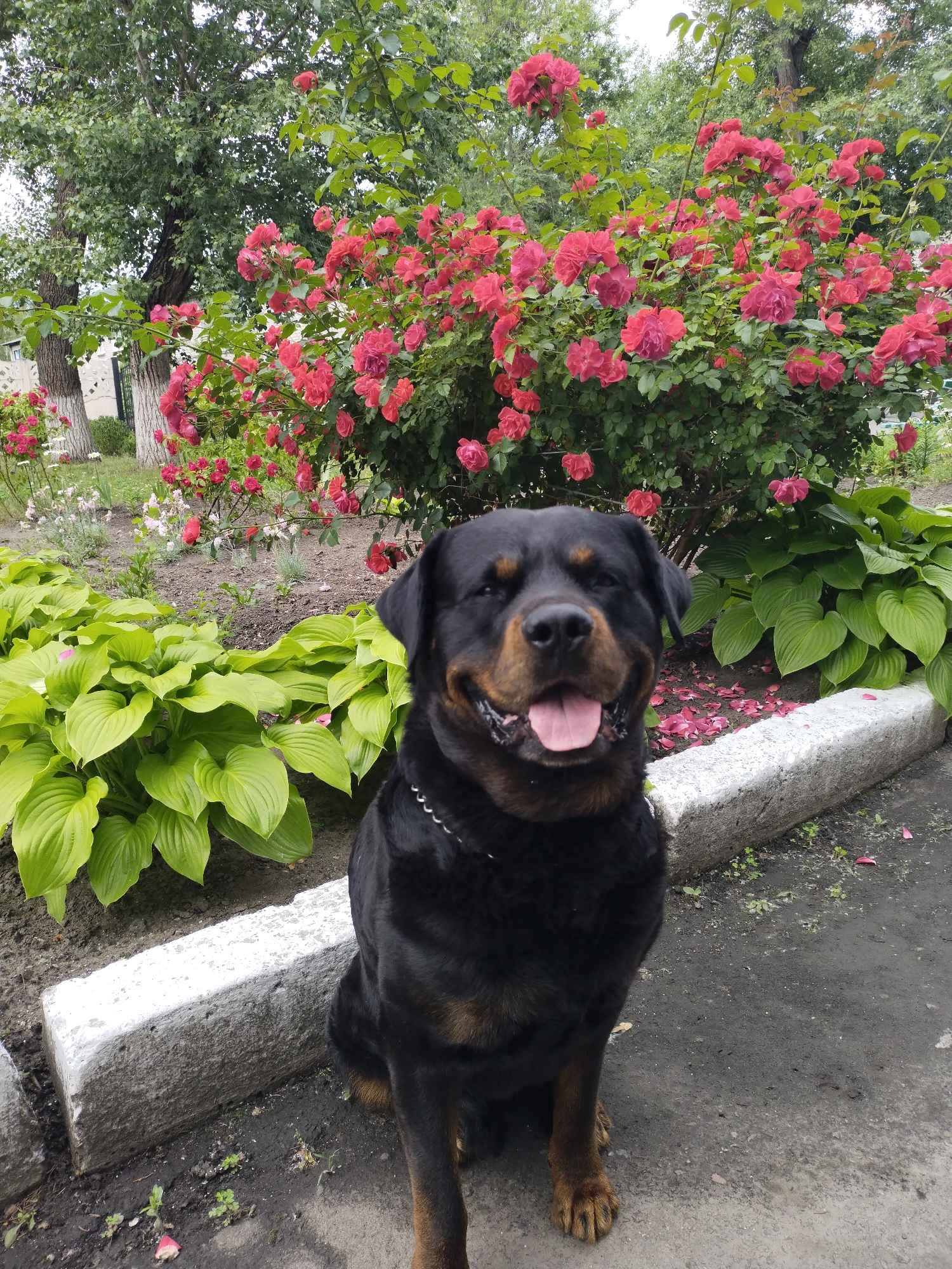 A Rottweiler dog sits in front of a large bush of pink roses and green hosta plants. The dog is black and tan with its tongue hanging out. The scene is outdoors, with trees and a building visible in the background. The dog appears to be relaxed and content. The location is likely a garden or park in Horishni Plavni, Ukraine, given the presence of roses and hostas, common garden plants in the region.