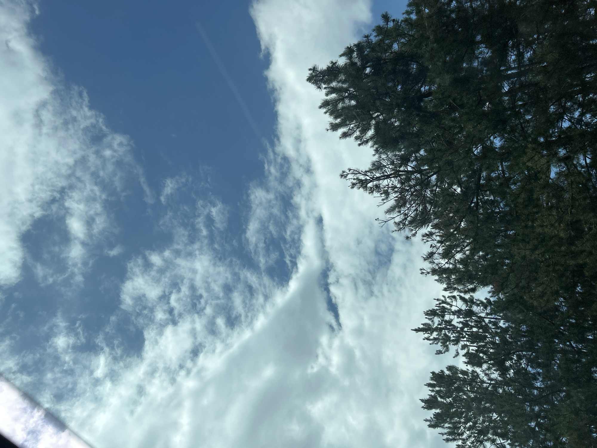 The image displays an upward-looking view dominated by a partly cloudy blue sky, with the tops of coniferous trees occupying the lower third. The sky features bright blue patches, particularly in the upper right quadrant, alongside scattered white and light gray clouds of varying density and shape. Some clouds appear as wispy streaks, while others form more substantial, diffused masses across the left and center portions of the sky. A faint, thin white line, possibly a contrail, is visible in the upper right blue expanse. A distinct, diagonal, bright light streak or reflection is present in the extreme upper-left corner of the frame, suggestive of a window edge or glare. The trees, appearing to be pines or firs, are dark green, with their needle-like foliage and branches clearly discernible against the brighter sky. No people, animals, or identifiable man-made structures are present within the frame, other than the potential reflection. The scene depicts a natural outdoor environment under bright conditions. No visual information within the image serves to confirm the specific location as Gorno Varshilo, Bulgaria.