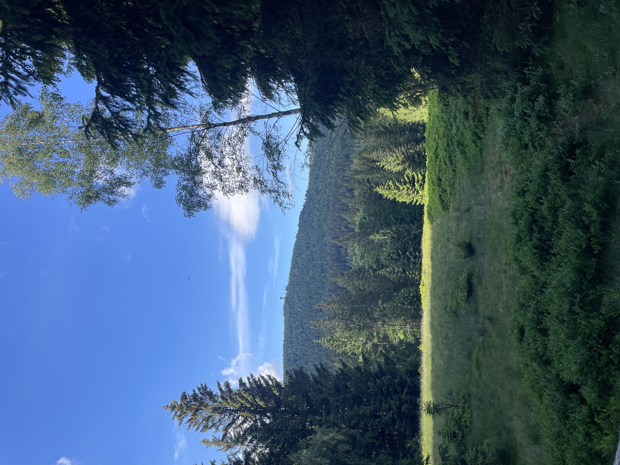 The image depicts a clear, sunny day with a vibrant blue sky dotted with scattered white clouds. In the foreground, a dense patch of dark green blueberry bushes is visible. Beyond the bushes, a grassy meadow stretches out, catching the sunlight, with a few scattered small evergreen trees. The middle ground is filled with a dense forest of various evergreen trees, their dark green foliage creating a lush backdrop. In the distance, a large, forested hill rises, crowned by a tall observation tower. The scene is characteristic of the natural landscape surrounding Szklarska Poręba, Poland, a town known for its picturesque mountain scenery. No people or specific actions are depicted.