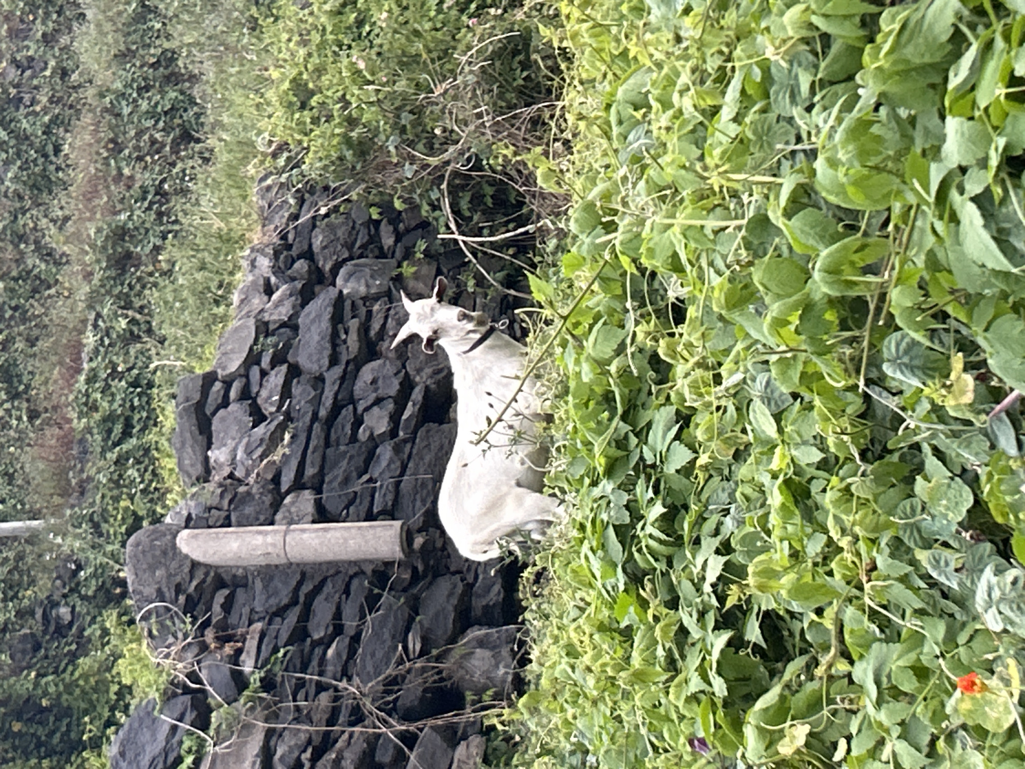 A white goat stands in dense green foliage in front of a rustic stone wall. The goat, wearing a black collar, has its head turned to the left, looking towards the camera. Its horns are pointed upwards and slightly backwards. Behind the goat, the stone wall is constructed from dark, irregularly shaped rocks. A light-colored, cylindrical object, possibly a post or support, is embedded vertically in the wall to the left of the goat. The background is filled with lush green vegetation, suggesting a rural or semi-rural environment, likely on the outskirts or within a natural area of Câmara de Lobos, Portugal. The lighting appears to be overcast, providing soft illumination.