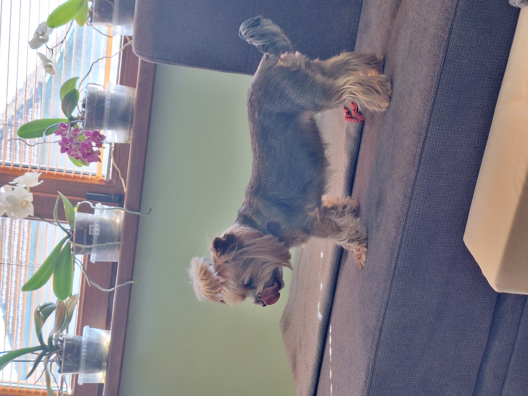 A medium shot captures a brown, gray, and tan dog standing on a gray fabric-covered couch. The dog is positioned facing left with its tongue sticking out. Behind the couch, to the left, are several potted orchid plants attached to a window frame. The orchids have green leaves and some white and purple flowers. The background is a light green wall. The scene is indoors.