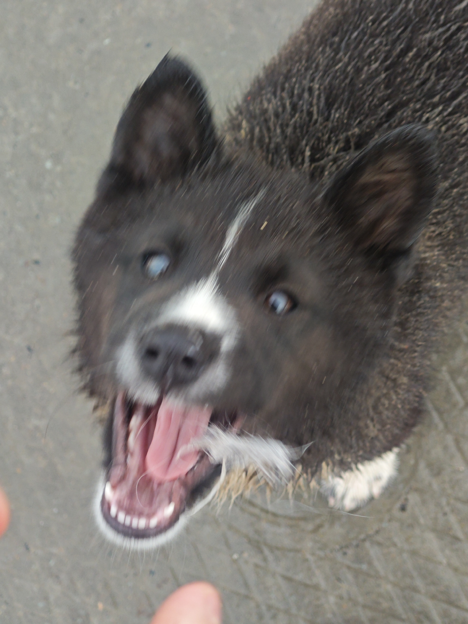 A medium-sized dog with black and brown fur, a white blaze on its face, and blue-ish eyes is looking up at the camera with its mouth open, tongue hanging out, and teeth visible. The dog appears to be standing on a wet, gray surface. A person's fingers are visible in the lower left corner of the frame. The dog's fur seems slightly dirty or wet. The location is Unknown, Russia.