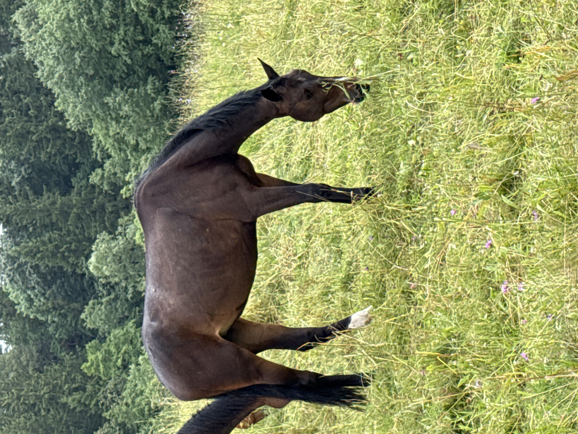 An adult brown horse with a black mane and tail grazes in a grassy field with scattered purple wildflowers. The horse has a white sock on its right hind leg. In the background, a dense forest of green trees forms a backdrop. The scene is outdoors, under natural light. The location is the city of Galinė, Lithuania.