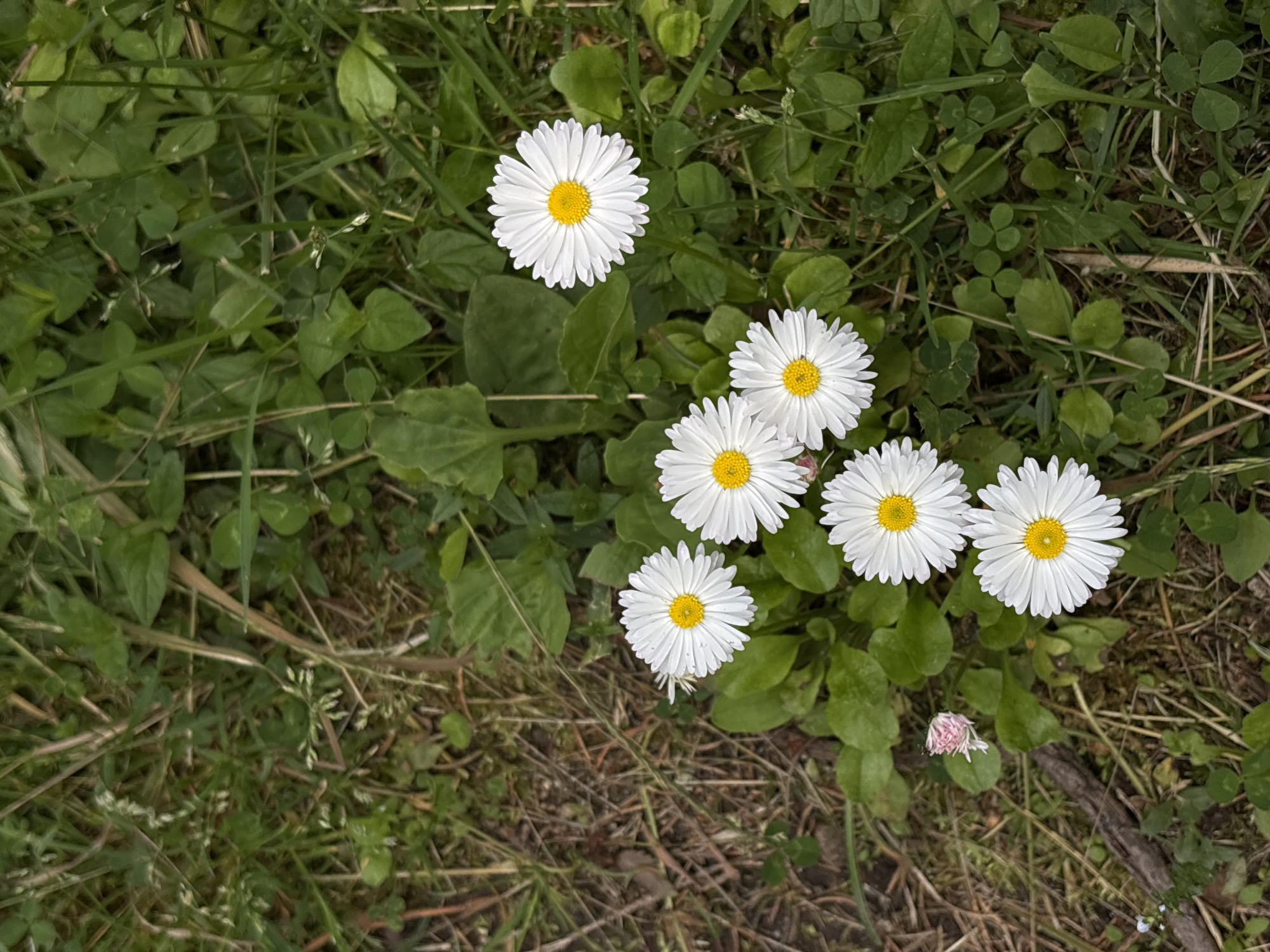 A cluster of six white daisies with yellow centers is visible in a patch of green grass and brown dirt. One daisy is partially closed and pink. The daisies are the primary subjects, with the grassy environment serving as the background. No people or specific city locations are identifiable.