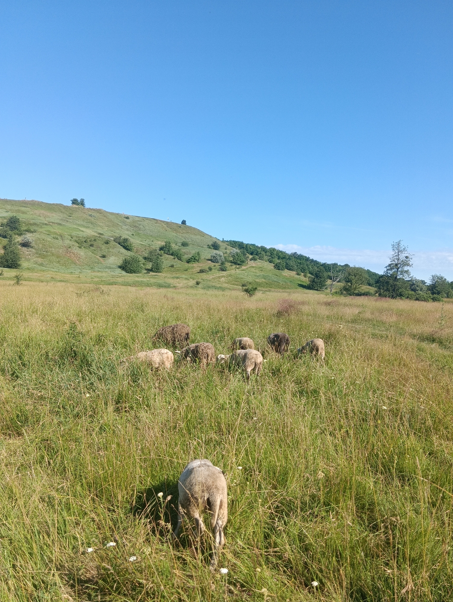 A flock of sheep grazes in a grassy field under a clear blue sky. The sheep, with wool ranging from light beige to dark brown, are scattered throughout the foreground and mid-ground, with one sheep in the immediate foreground facing away from the camera. In the background, a rolling green hill rises, dotted with trees and shrubs. The landscape suggests a rural or pastoral setting, possibly a meadow or pasture. The sunlight indicates it is daytime, likely morning or afternoon, and the clear sky implies fair weather. There is no visible text in the image.