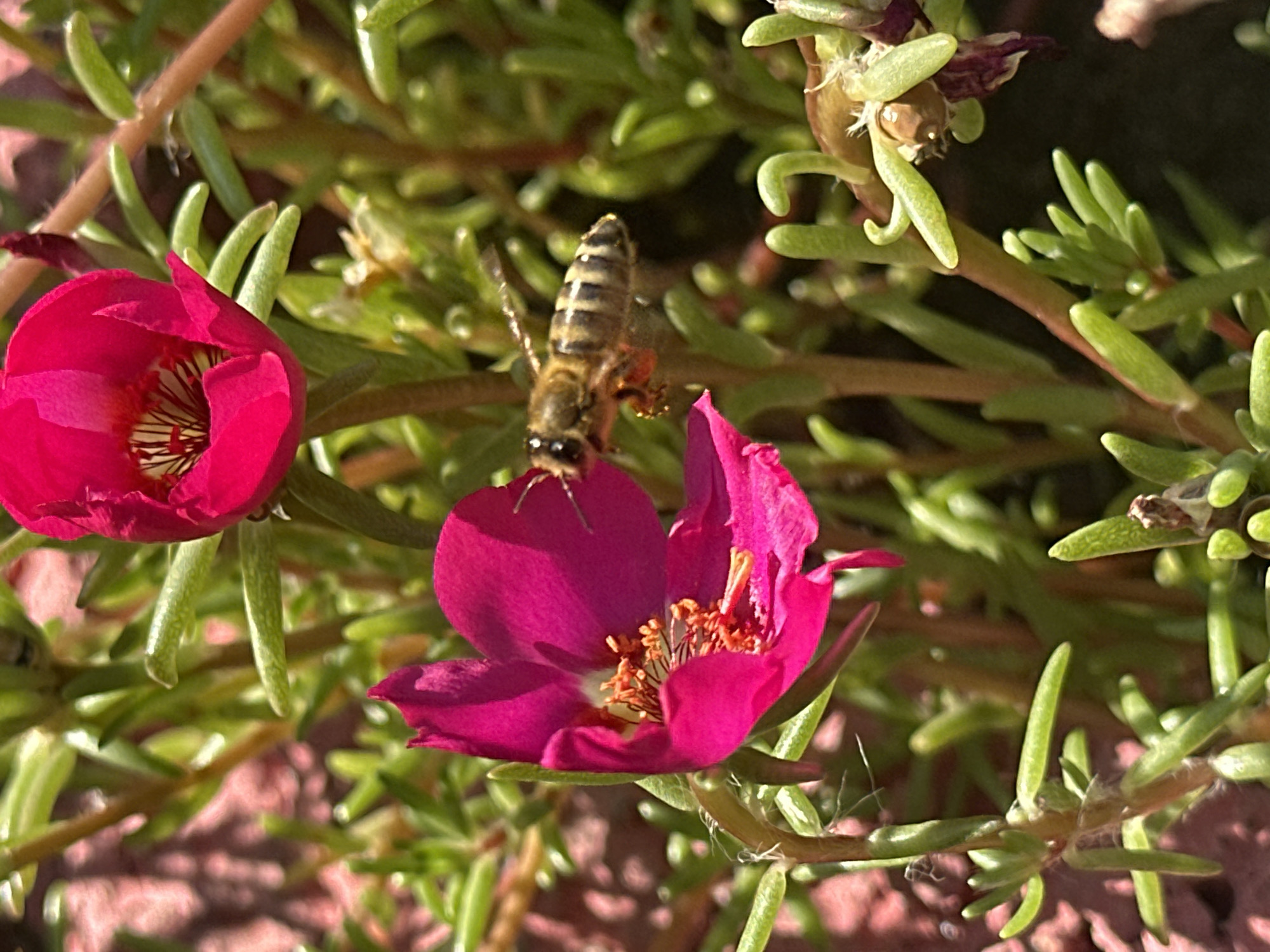 A bee flies near a vibrant pink flower in Zhovte, Ukraine. The bee, with its striped abdomen and visible wings, is captured in mid-air, its legs appearing to be dusted with pollen. The flower, a deep magenta hue, has delicate petals and a prominent stamen with orange pollen. Several other pink flowers and green succulent-like leaves surround the main subject. The background is a blur of green foliage and a reddish-brown textured surface, possibly soil or a paving stone, illuminated by sunlight casting dappled shadows. The scene depicts a natural outdoor environment within the city of Zhovte, Ukraine, focusing on the interaction between an insect and a blooming plant.
