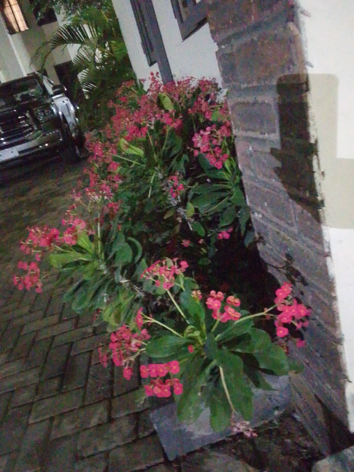 A nighttime exterior shot captures a residential or commercial property in Abuja, Nigeria. In the foreground, a dark-colored SUV is partially visible on a brick-paved driveway. To the right of the SUV, a planter filled with vibrant pink flowering plants is positioned against a textured brick wall. The wall is part of a building with white siding and some dark vertical accents. The lighting suggests the presence of artificial illumination, casting shadows and highlighting the textures of the brick and foliage. The overall scene is one of an outdoor space at night, likely a garden or entryway, with decorative plants and a parked vehicle.