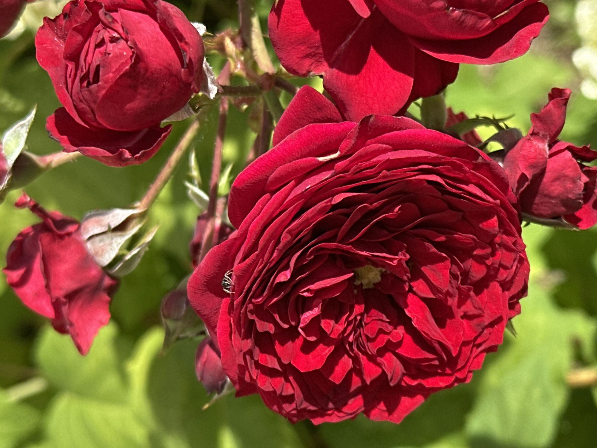 In Podolsk, Russia, a macro photograph captures a vibrant display of deep red roses in close-up. The central focus is a large, fully bloomed rose with numerous tightly packed petals creating a rich, textured surface. A small, dark insect with visible legs and antennae is perched on the upper petals of this rose, looking towards the left. To the upper left and right of the main rose are other roses in various stages of bloom, some appearing as tightly closed buds and others as partially open flowers, all sharing the same intense red hue. The background consists of soft-focus green foliage, suggesting a garden setting. The lighting is natural and bright, highlighting the velvety texture and deep color of the rose petals, with distinct shadows cast within the folds of the flower. The composition is tightly cropped, emphasizing the detail of the roses and the insect.