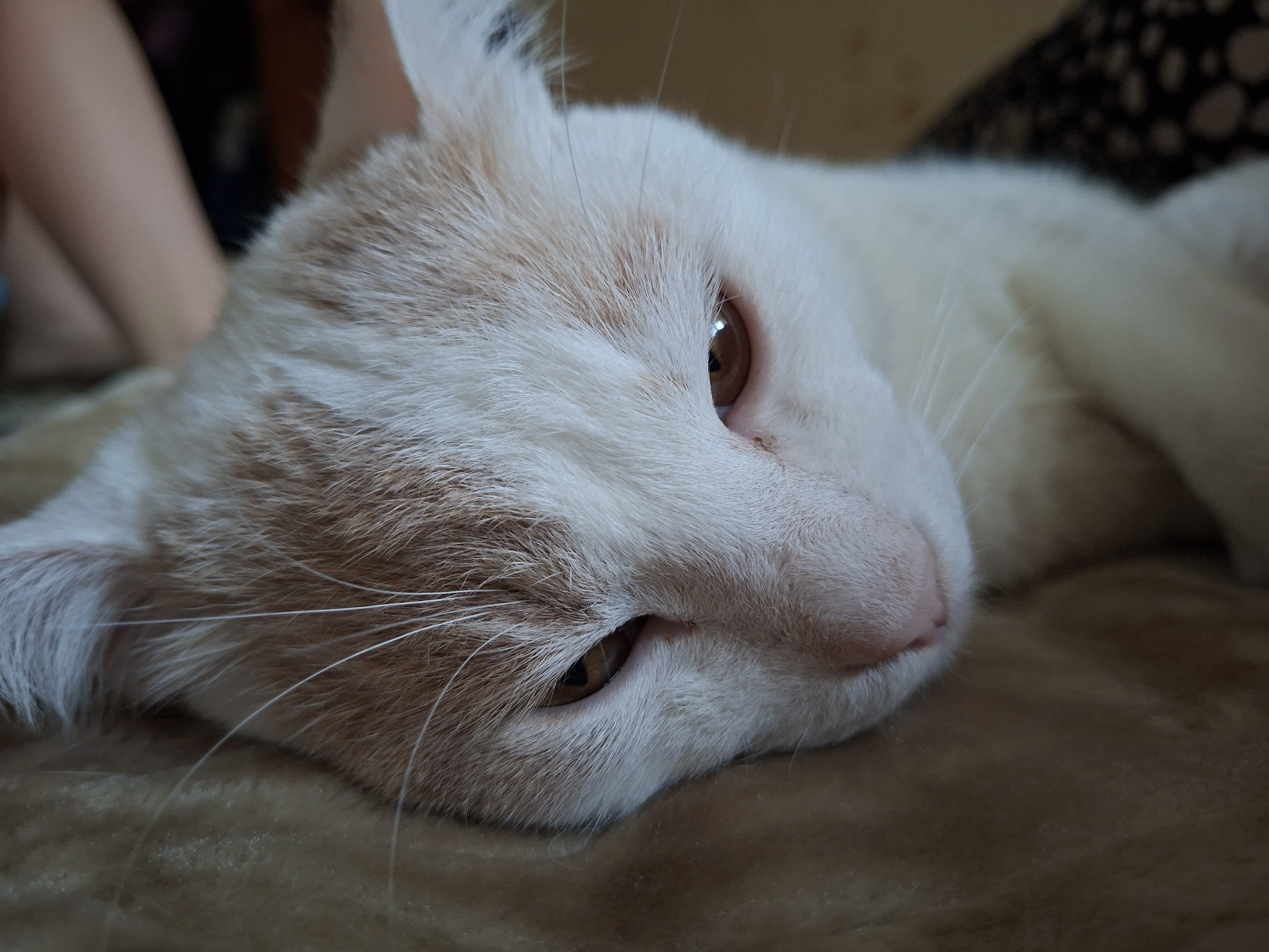 A close-up, shallow depth of field shot captures a light-colored cat with orange markings resting on a tan, textured surface. The cat's head is turned to the right, with its eye open and looking towards the camera. The background is blurred, showing a hint of a person's arm on the left and a dark, patterned surface behind the cat on the right. The image does not provide any information about its location in Mykolaiv, Ukraine.