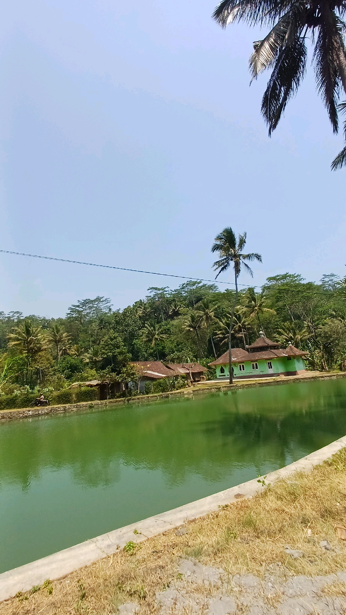 A serene view captures a green body of water in Pringsurat, Indonesia, with buildings and lush vegetation lining its edge. The water's surface reflects the surrounding greenery and the clear, pale blue sky. In the foreground, a concrete embankment separates the water from dry, yellowed grass.
Along the far bank of the water, several modest, rustic buildings are nestled amidst dense foliage. Two structures with red-tiled roofs appear to be traditional houses. Further along, a larger, light green building with white-framed windows and a dark tiled roof stands out. A single, tall palm tree gracefully curves over this building. Behind the structures, a wall of vibrant green trees and foliage rises, with some buildings, possibly rice terraces, visible on the gentler slopes. To the left, a person on a motorbike is visible, partially obscured by the vegetation. Overhead, a single black wire stretches horizontally across the frame, and the fronds of a palm tree frame the upper right corner of the image. The overall impression is one of a peaceful rural landscape under a bright, cloudless sky.