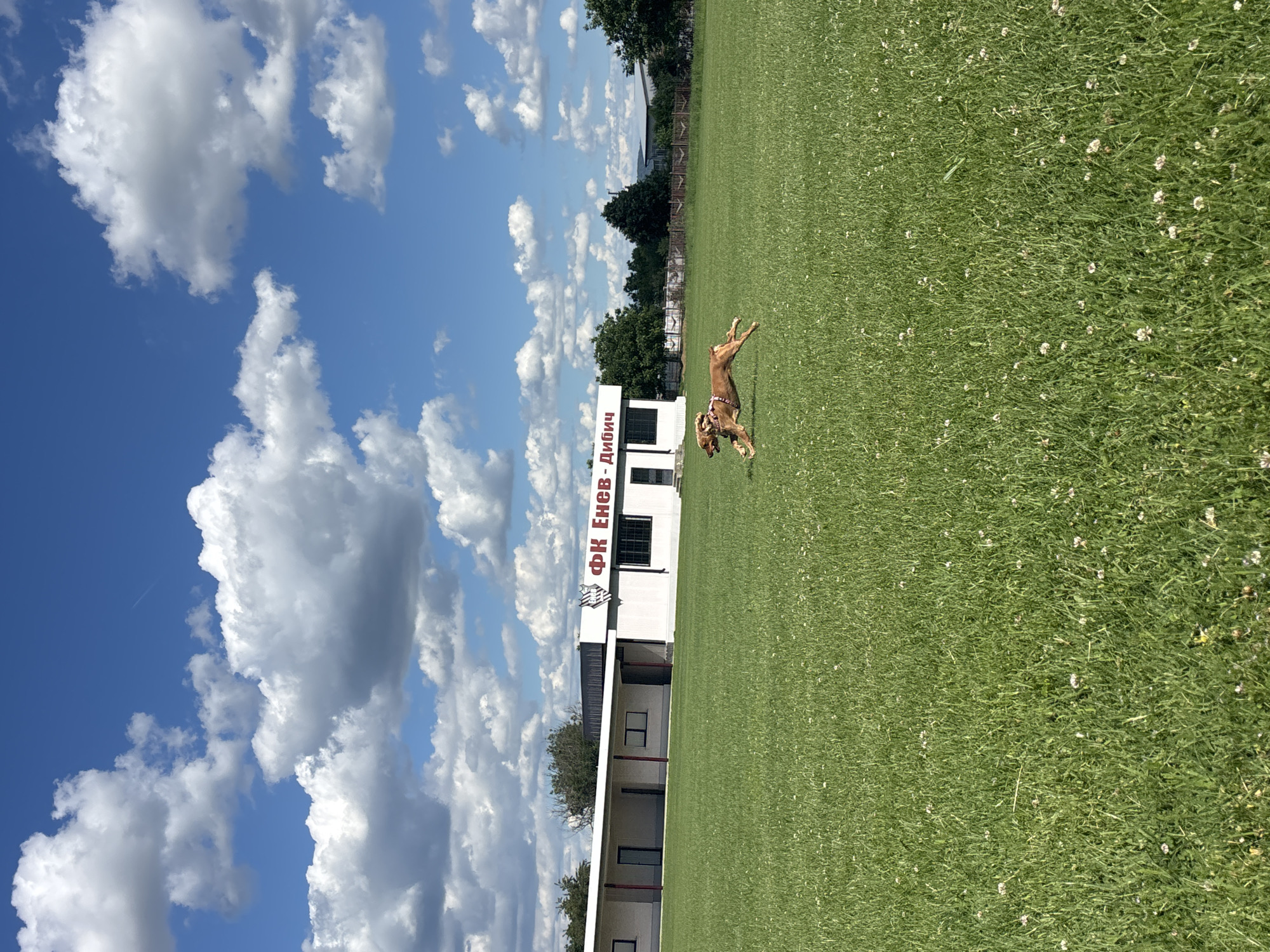 A medium shot captures a brown dog mid-stride, running across a vibrant green grassy field on a clear, sunny day. The dog is wearing a harness. In the background, a white, low-rise building with a dark roof and the Cyrillic text "ФК Енев - Дибич" is visible. The sky above is a bright blue, dotted with fluffy white clouds. The setting appears to be an outdoor sports facility, likely in the town of Dibich, Bulgaria, given the text on the building.