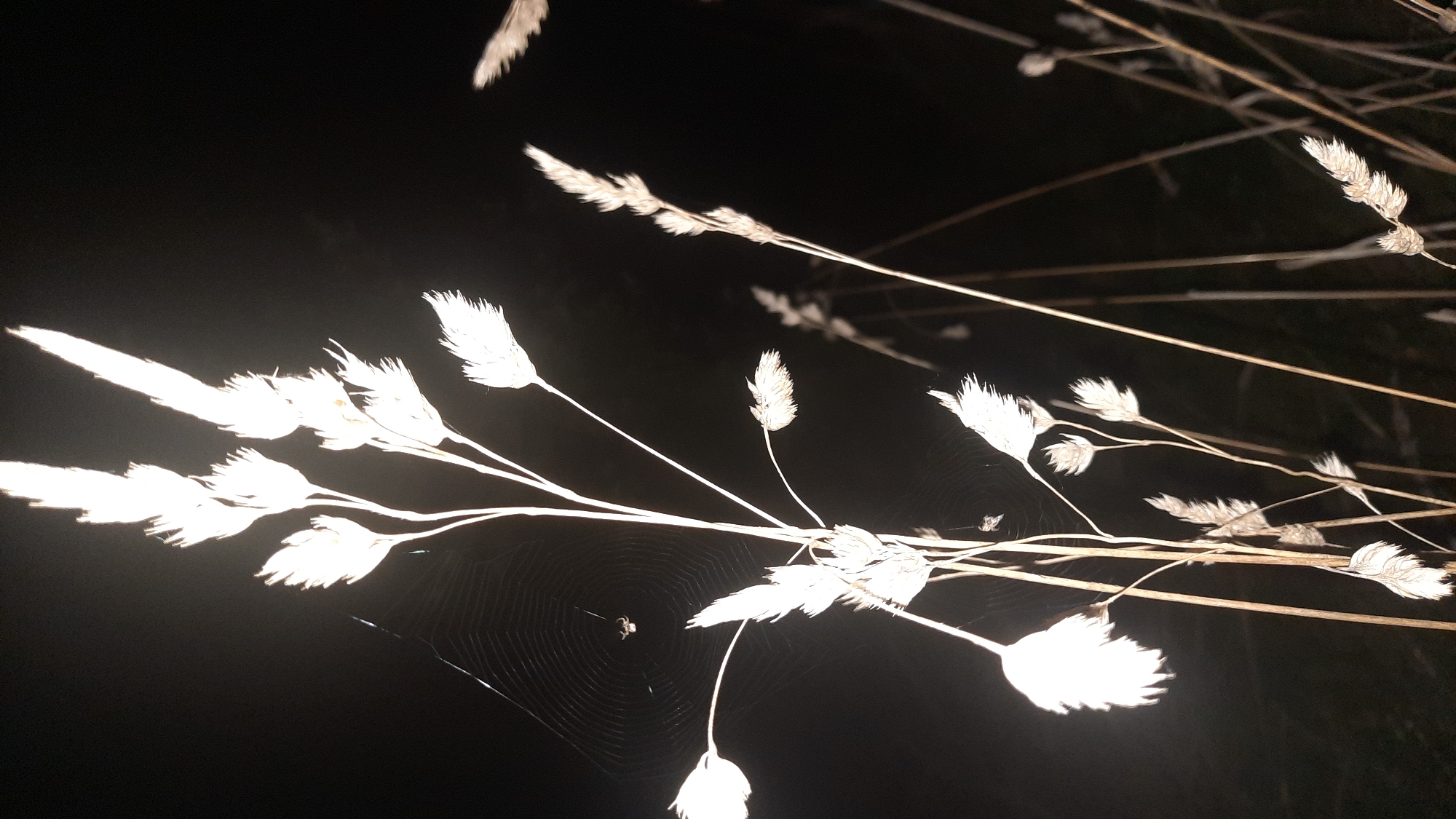 This image depicts a close-up view of dried grass stalks against a dark background. Several stalks of ornamental grass, illuminated from the front, are in focus, with their feathery seed heads clearly visible. One of the stalks, positioned on the left side of the frame, has a spider web spun between it and another nearby stalk, with a small spider visible on the web. The background is predominantly black, suggesting it is nighttime or a very dimly lit environment. The location in the city of Шклоў, Belarus is not discernible from the visual information present in the image.