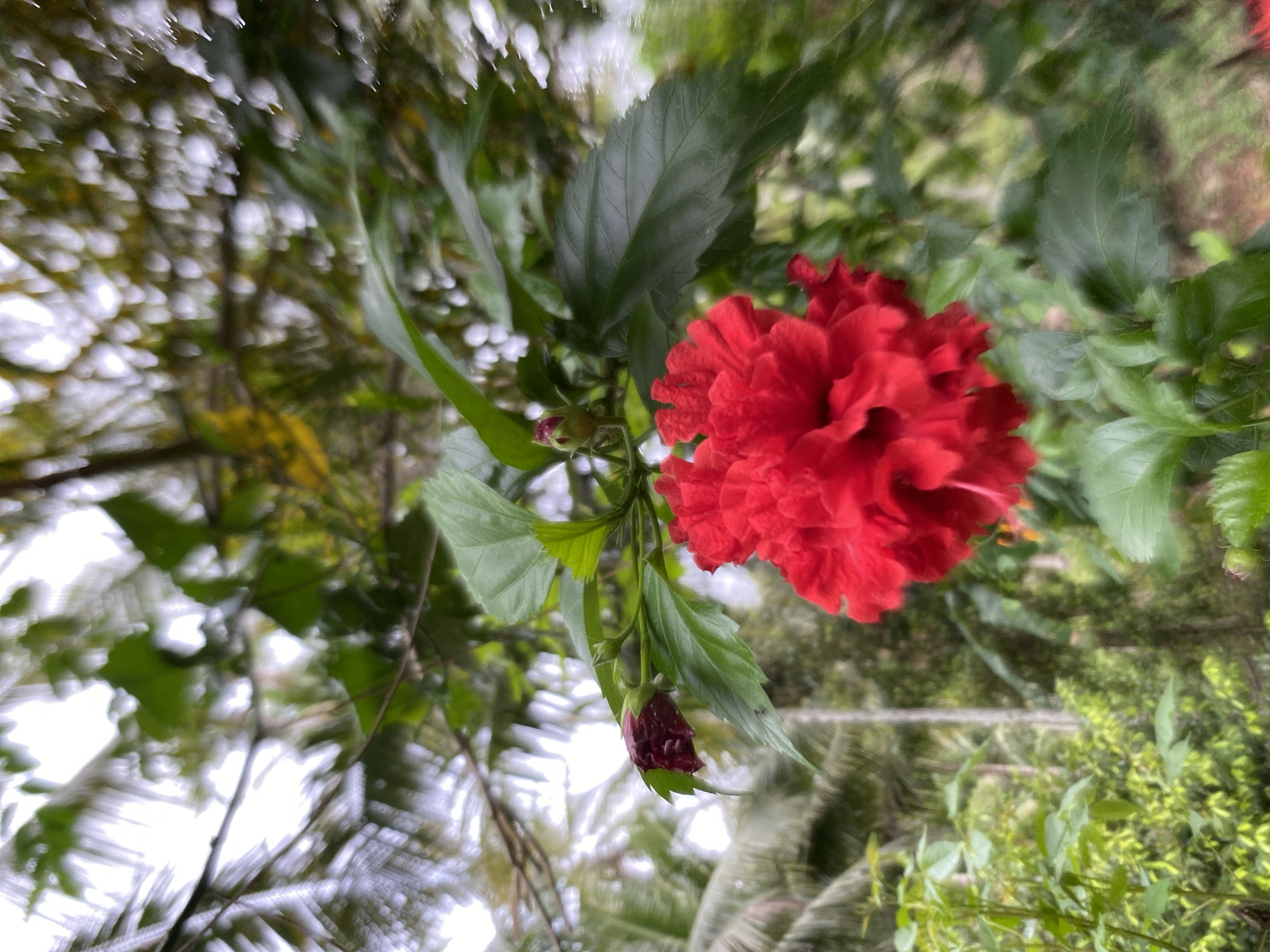 The image depicts a red hibiscus flower in bloom, with a closed bud visible below it. The flower and bud are surrounded by green leaves and other vegetation. The background shows a blurred view of trees and sky, suggesting an outdoor location. The location is Seuneuboklhong, Indonesia.