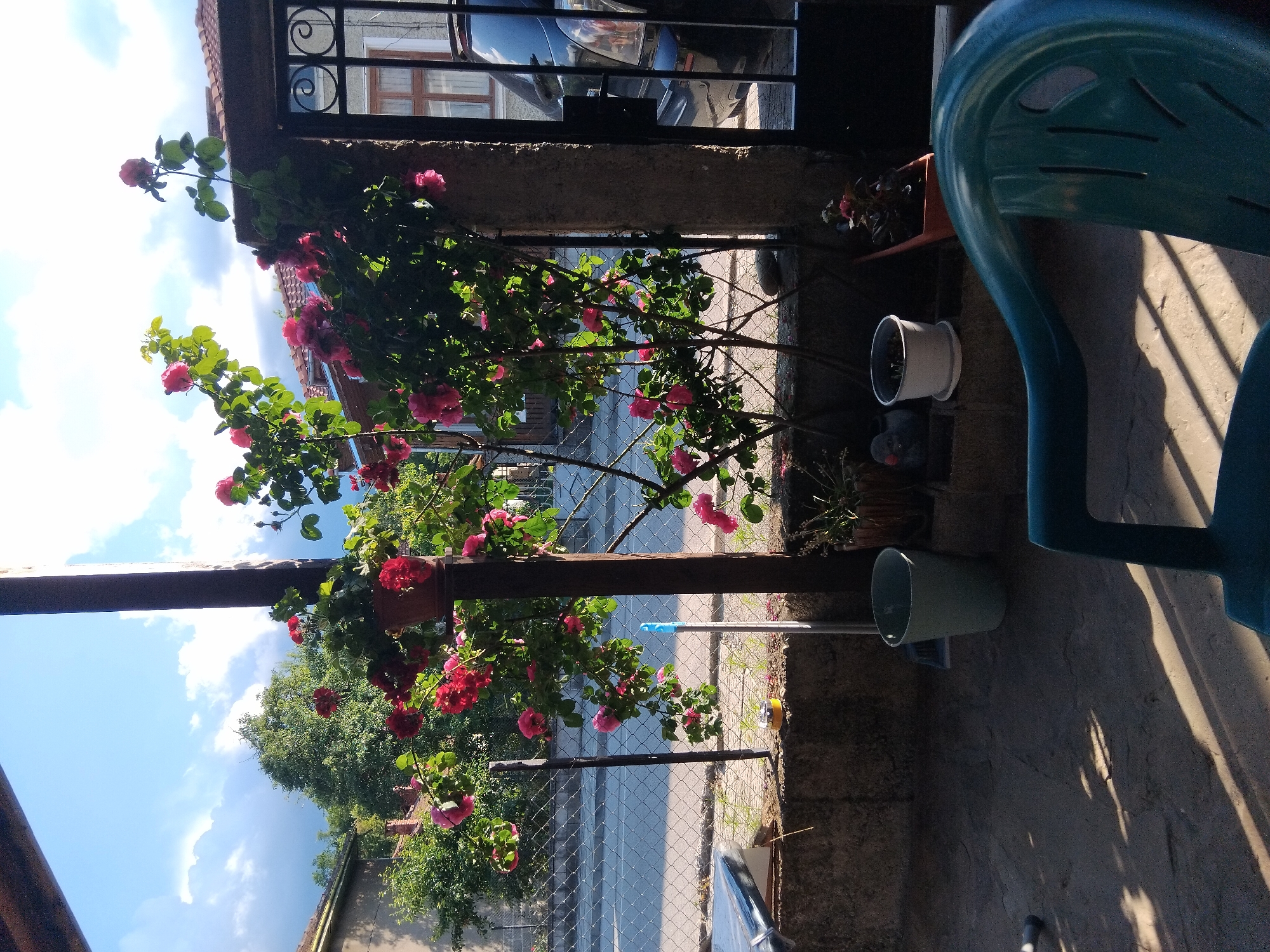The image depicts a sunny courtyard with a blooming rose bush in the foreground, casting shadows on the paved ground. To the left, a weathered concrete wall separates the courtyard from a street, indicated by a chain-link fence. Various potted plants, a grey bucket, and a broom are scattered around the area, suggesting a domestic setting. In the background, houses and trees line the street, and a black car is partially visible through a metal gate. The sky above is clear with some clouds. The scene appears to be captured in Apriltsi, Bulgaria, given the architectural style and vegetation.
