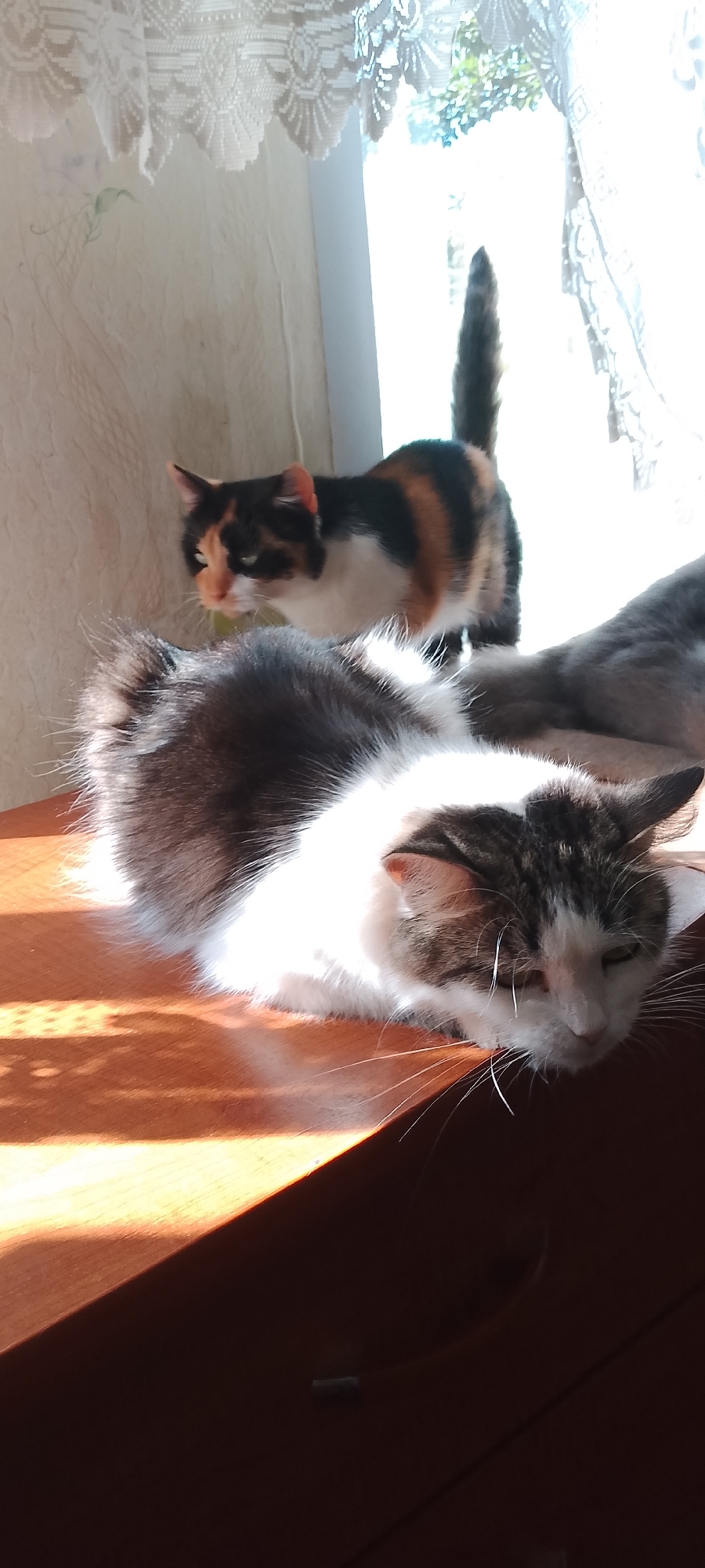 Two cats are present in the image. One cat, a calico, is standing and facing left, with its tail raised. The other cat, a tabby and white long-haired cat, is lying down and facing right, with its head resting on its paws. The cats are on a wooden surface, possibly a table or windowsill. Behind the cats, a window with sheer curtains is visible, with sunlight streaming through. The background shows some foliage outside the window, indicating an outdoor environment. The image appears to have been taken indoors, near a window. There is no indication of a specific location within the city of Belgorod, Russia.