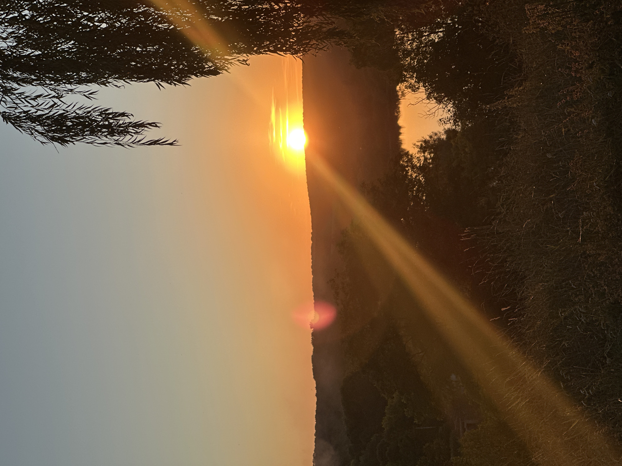 This is a photograph of a sunset over a rural landscape. The sun is low on the horizon, casting a warm orange glow across the sky. In the foreground, tall grass and trees are silhouetted against the light. A body of water, possibly a river, is visible in the mid-ground, reflecting the colors of the sunset. In the background, rolling hills are covered in trees. A weeping willow tree is visible in the upper right corner of the frame, its branches hanging down. The image appears to have been taken in Makiv, Ukraine, based on the context provided. There are no people or animals visible in the image. The overall mood is peaceful and serene.