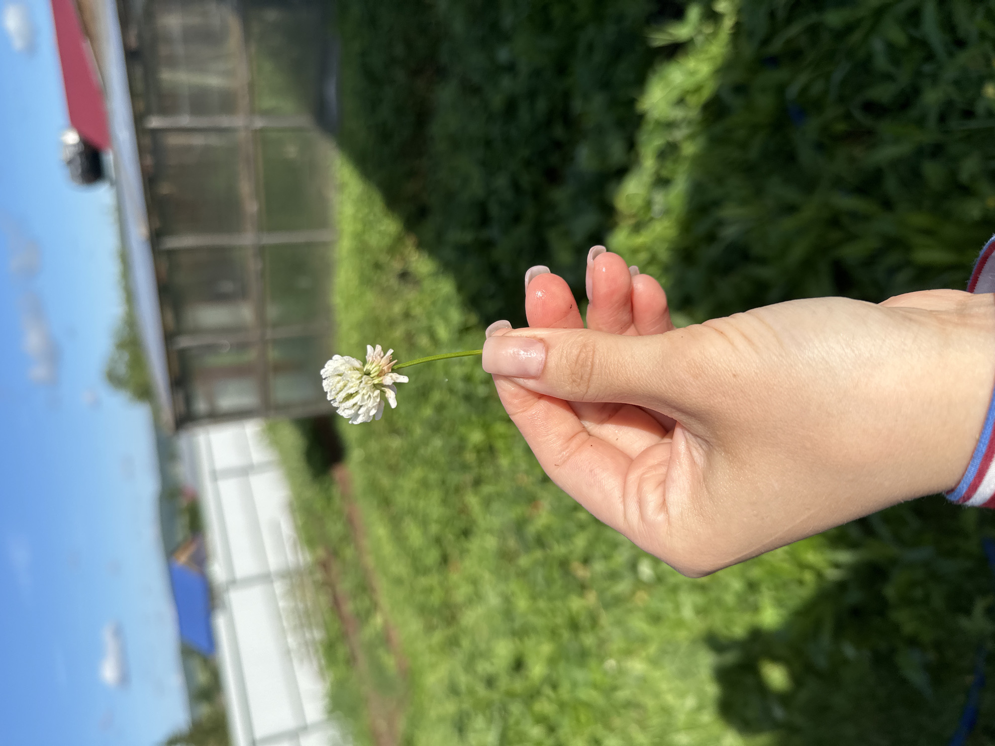A close-up shot features a person's hand holding a single white clover flower. The hand, with manicured fingernails, is positioned in the foreground, with the flower extending to the left. The background is blurred, but suggests an outdoor setting with lush green foliage, possibly a garden or field. In the far background, structures resembling a greenhouse or shed are visible, along with a bright blue sky with scattered clouds. The lighting indicates it is daytime, likely a sunny day. The image seems to capture a simple, peaceful moment outdoors.