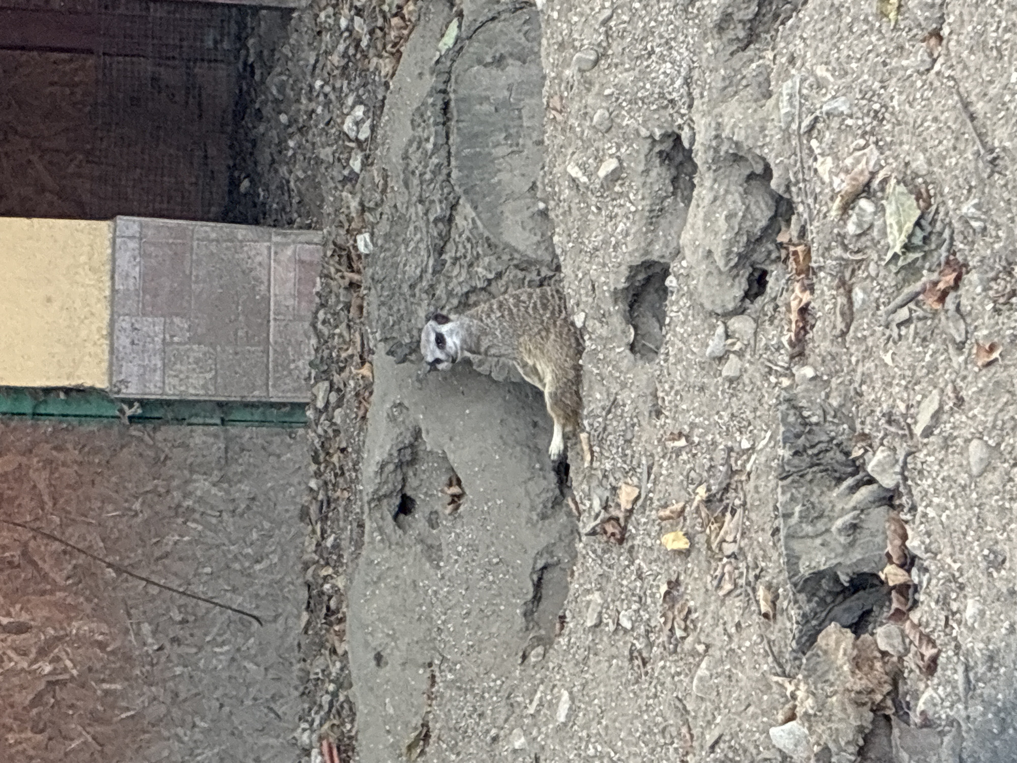 A meerkat is sitting upright in a burrow in the dirt. The meerkat has brown and tan fur with darker brown stripes on its back. Its eyes are dark and it has a black stripe around them. It is looking to the left. The meerkat is in a naturalistic enclosure with rocks and dirt. There are some dead leaves scattered on the ground. In the background, there is a wall made of wood and bricks. The image appears to have been taken outdoors. The location is likely a zoo or wildlife park, possibly in Pazardzhik, Bulgaria, given the prompt.