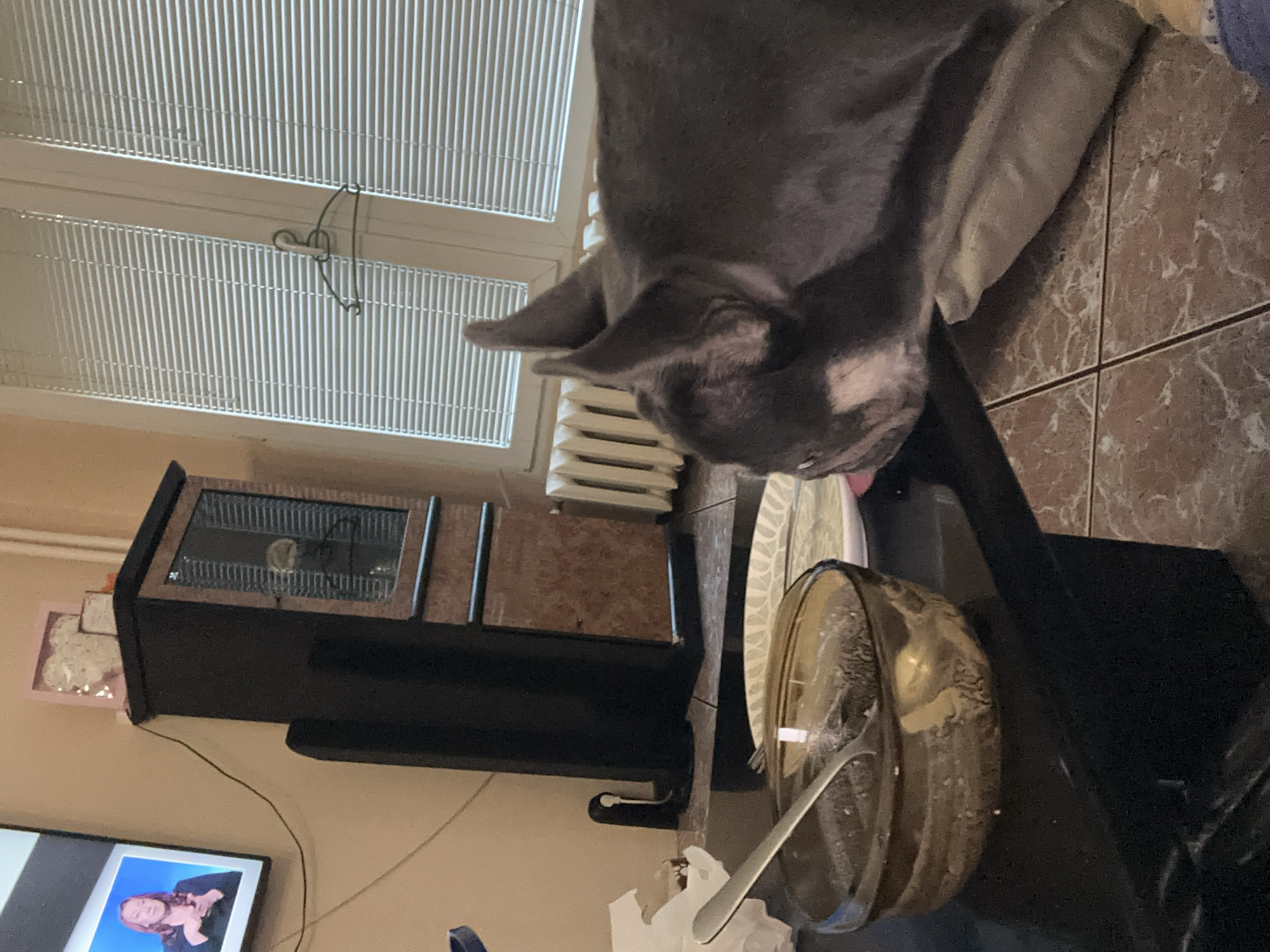 The image captures an indoor scene, likely a domestic setting, in the city of Unknown, Unknown. In the immediate foreground, a grey-colored French Bulldog with erect ears is positioned on the right, facing left towards a dark-colored tabletop. The dog's head and upper body are visible, resting on a light-colored soft object, possibly a cushion, placed on a tiled floor.
On the dark tabletop, a transparent, brownish-tinted glass bowl containing a dark, granular substance is present. A silver spoon rests within the bowl. To the right of the bowl, a white paper plate with a faint grey pattern is visible. Further to the left on the tabletop, a crumpled piece of white paper or napkin is situated.
In the mid-ground, a light beige-colored wall serves as the backdrop. A flat-screen television is mounted on this wall to the left. The television screen displays a woman with shoulder-length reddish-brown hair, wearing a black long-sleeved top, actively performing sign language with her hands raised. A black cable extends from behind the television, running downwards and to the right.
To the right of the television and table, a tall, dark brown wooden cabinet with a glass-fronted upper section and solid lower doors stands against the wall. Inside the upper glass section, a decorative object or light source is discernible. A pink, heart-shaped decorative frame with intricate white detailing rests on top of the cabinet. Adjacent to the left side of the cabinet, a tall, narrow, black vertical object, possibly a speaker, is partially visible.
Further right in the background are two large windows fitted with horizontal white blinds, which are mostly closed. A single metal coat hanger is suspended from the central frame between the two windows. Below the windows, a white radiator with vertical fins is visible. The floor throughout the scene is covered with large, light brown square tiles featuring darker brown veining, characteristic of marble or a similar stone pattern. A white vertical pipe runs along the wall on the far right side of the image.