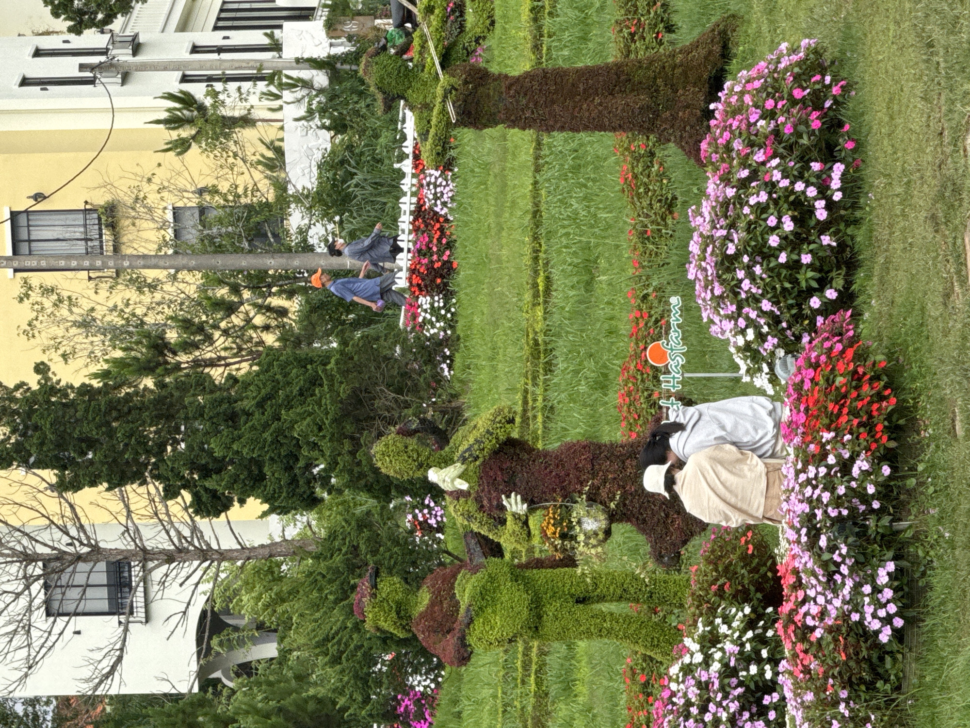 This image captures a vibrant garden scene in Da Lat, Vietnam, featuring ornate topiary art and colorful flower displays under bright daylight. The main subjects are several large topiaries crafted into humanoid and animal shapes. One prominent topiary resembles a person playing a stringed instrument like a banjo, made of both rich green and reddish-brown foliage. Another topiary further along the path appears to be a cow or bull.
The topiaries are surrounded by meticulously arranged flower beds bursting with a variety of colors, including pink, purple, white, and red blooms. A lush green lawn forms a pathway through the garden. Several people are visible in the scene: one individual in a blue shirt and orange cap is walking along the path, while two others, viewed from behind in a grey hoodie and a beige jacket with a white hat, are observing the topiaries and flowers.
In the background, multi-story buildings, painted in shades of yellow and white, are partially obscured by trees and utility poles with wires. The clear lighting suggests a sunny day. A small red sign near the flowers bears the visible text "© Ha's farm," indicating the origin or affiliation of the garden. The overall setting is one of leisure and appreciation for horticultural artistry.