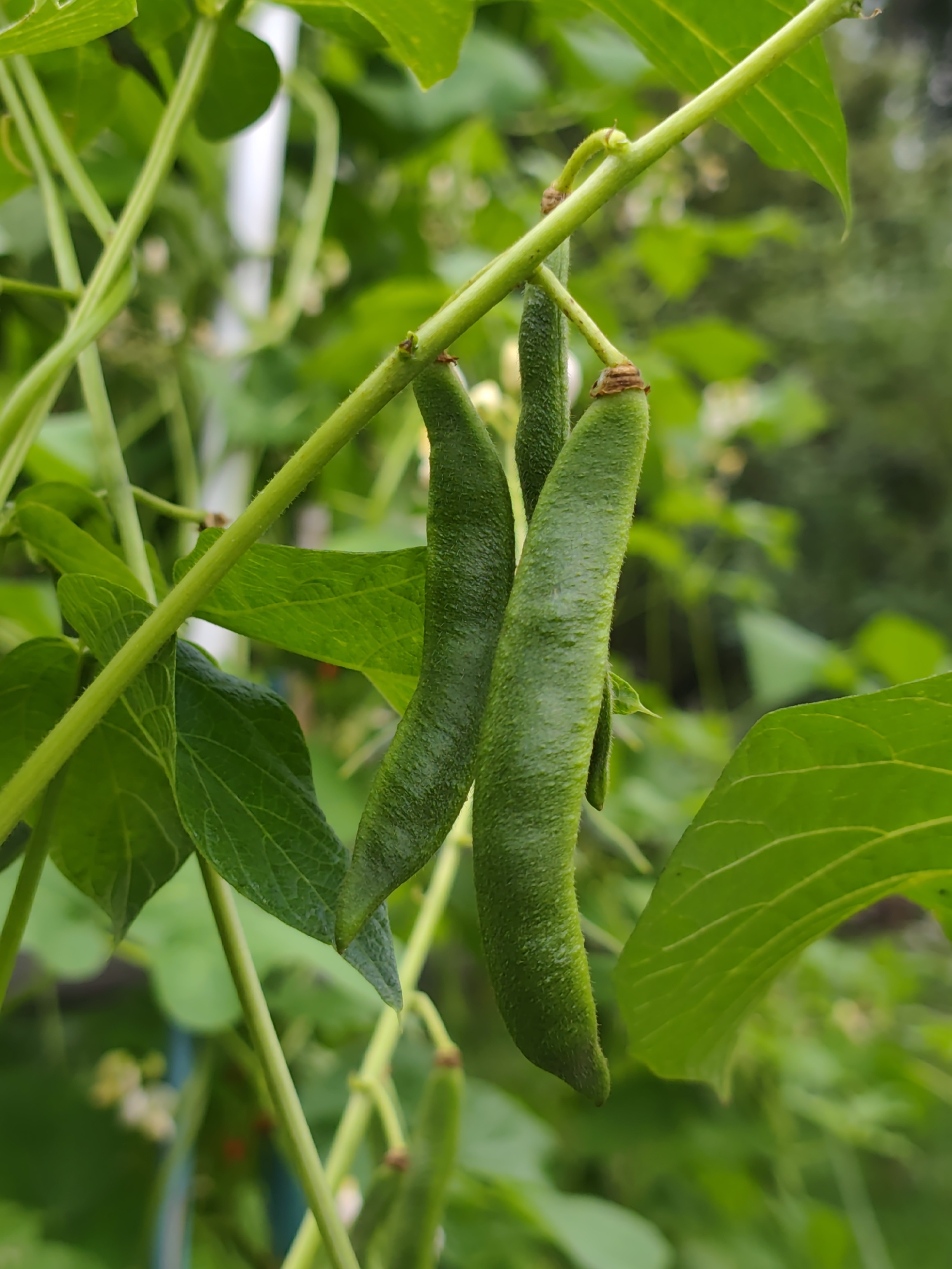 In a garden setting in Бараўлянскі сельскі Савет, Belarus, a close-up, eye-level shot captures a cluster of broad green beans growing on a vine. The beans are plump and elongated, with a textured surface that suggests immaturity. They hang from a thick green stem, with other vines and large green leaves surrounding them, creating a lush, natural backdrop. The lighting is soft, indicating an overcast day or diffused sunlight, which highlights the vibrant green of the beans and foliage. The background is softly blurred, drawing the viewer's attention to the beans.