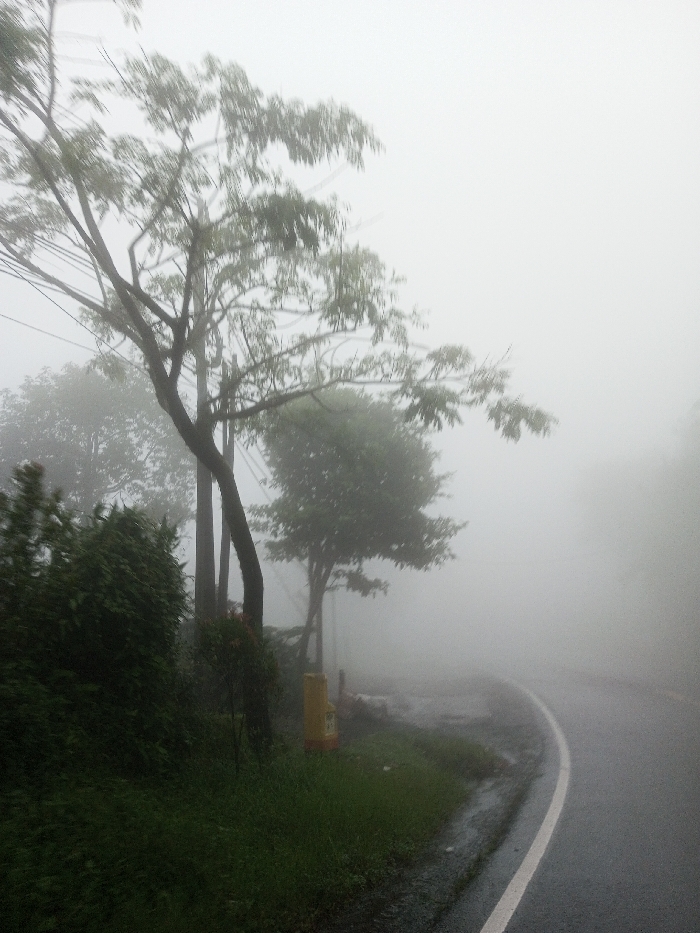 This image displays a street scene in Neerveli, Sri Lanka, characterized by dense fog. A wet, dark asphalt road is visible in the foreground and midground, curving gently to the right. A solid white line delineates the right edge of the paved surface. To the left of the road, a narrow strip of dark green grass and low vegetation transitions into an area of denser green bushes. Multiple trees with dark trunks and visible green foliage stand along the left side of the road, partially obscured by the fog. At least two dark utility poles are present among these trees, with power lines faintly visible against the overcast, foggy sky. A yellow and black cylindrical roadside marker is situated on the grassy verge near one of the utility poles. The heavy fog significantly reduces visibility, rendering the background indistinct. No people, vehicles, or animals are depicted in the scene. The wet appearance of the road and ground indicates high humidity or recent precipitation.