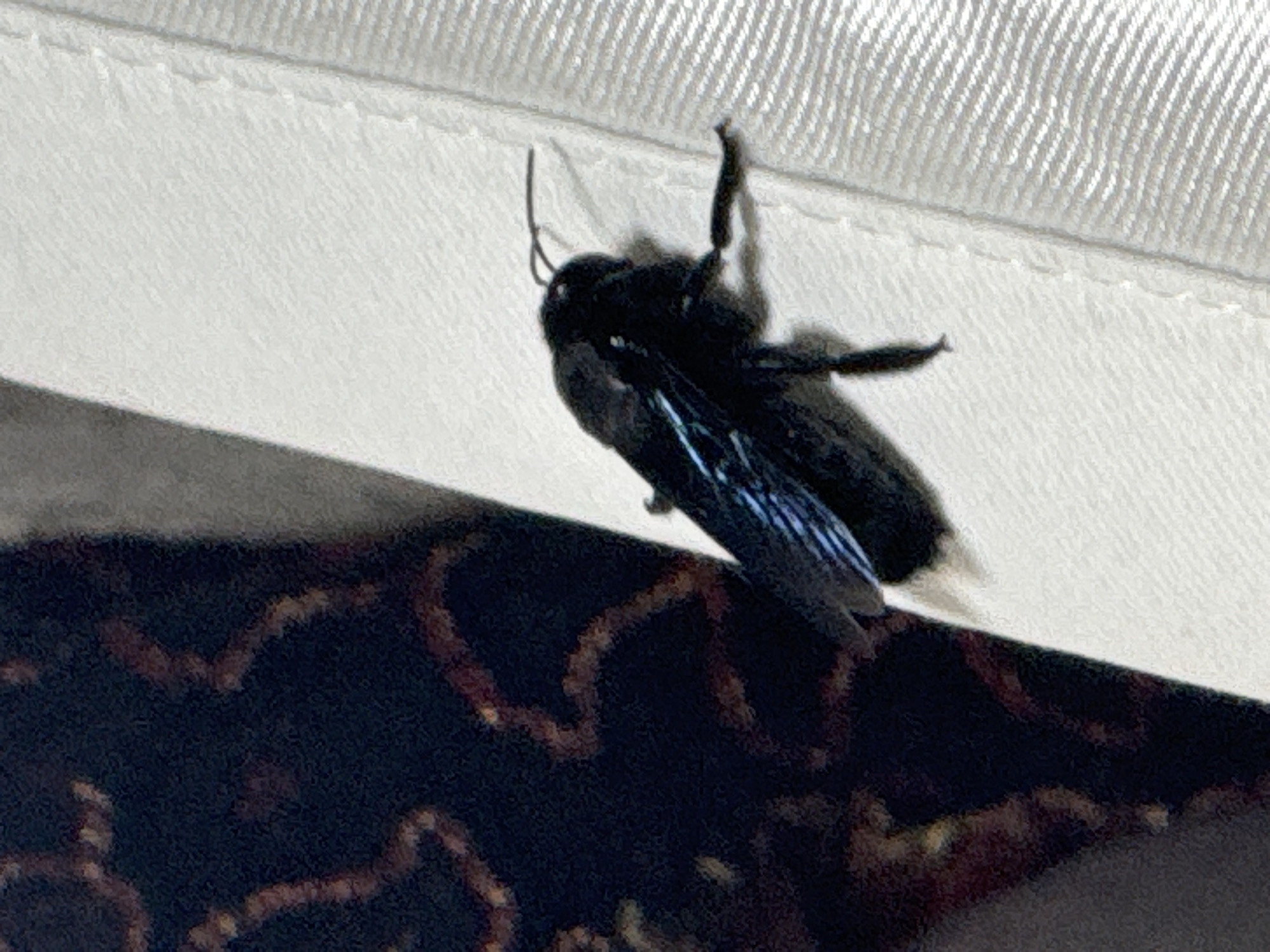 The image shows a close-up of a large, black insect, likely a carpenter bee, clinging to a white surface that appears to be fabric with a textured weave. The bee is dark, with iridescent blue wings that are partially visible. Its antennae are long and slender. The lower portion of the image shows a dark, patterned surface, possibly upholstery or a carpet, with reddish-brown swirling designs. The lighting suggests it could be daytime, and the setting appears to be indoors or in a shaded outdoor area. No people are visible. The scene is static, focusing solely on the insect and its immediate surroundings. There is no visible text. The context provided indicates the location is Davao City, Philippines.