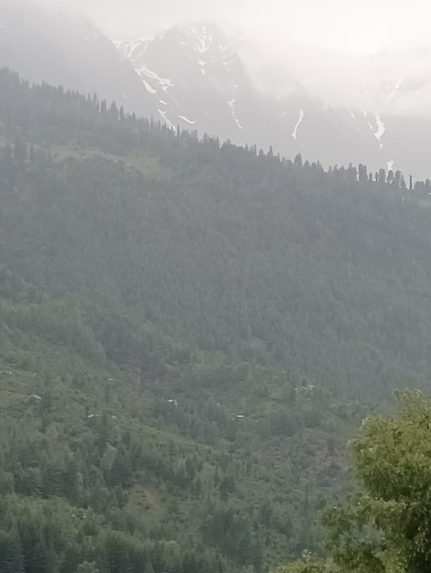 The image shows a panoramic view of a mountainous landscape covered in dense forest. The upper portion of the image features snow-capped mountains partially obscured by fog or clouds, creating a hazy, ethereal effect. The slopes below are densely populated with evergreen trees, creating a textured green expanse. Scattered throughout the forested area, particularly in the lower half of the image, are small, white structures that appear to be buildings or dwellings. These structures are white and rectangular, suggesting they are man-made. The overall impression is one of a remote, natural environment with human settlements integrated into the hillside. The lighting is diffused, indicating overcast conditions. This scene is characteristic of the mountainous region surrounding Vashisht, India, known for its natural beauty and scattered villages.